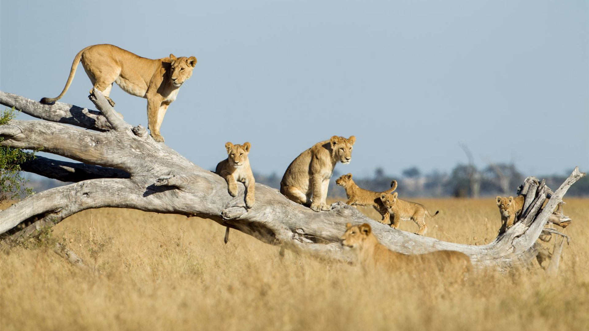 Click to view large image Botswana & Zimbabwe Lodge Safari