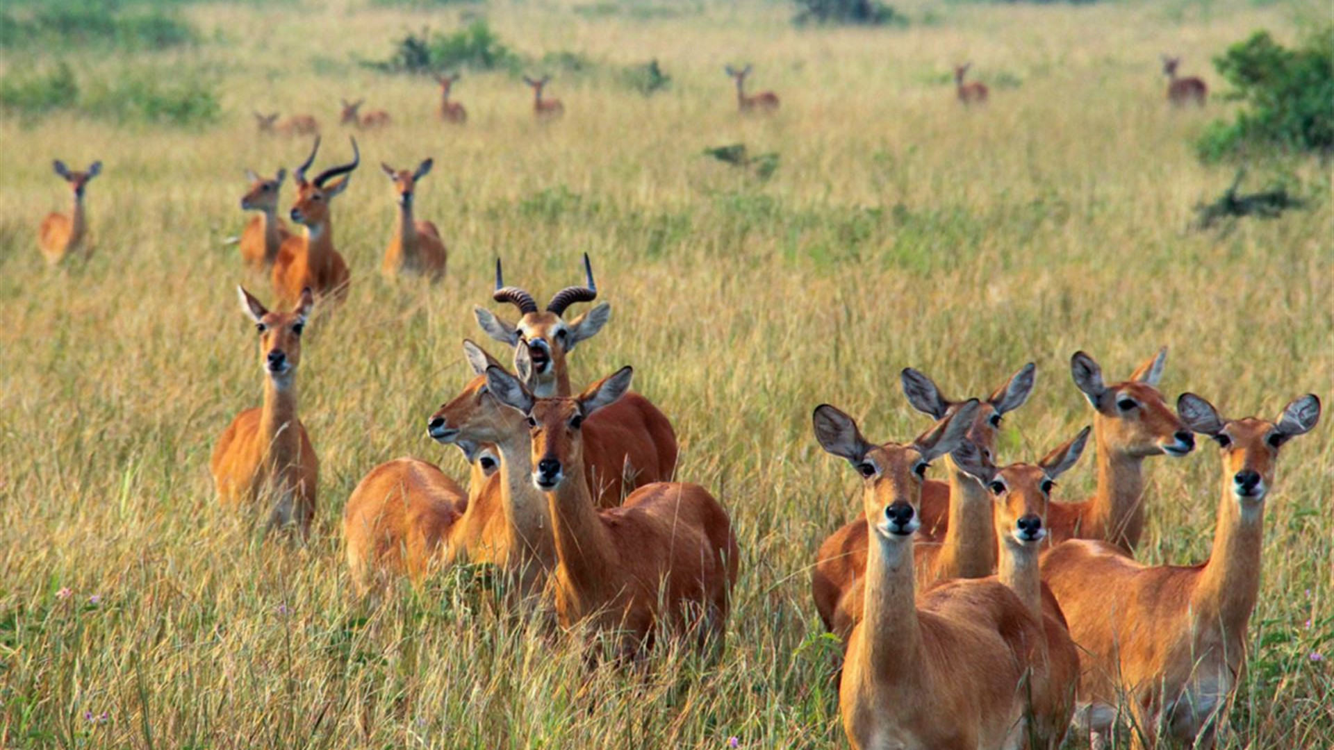 Click to view large image Uganda to Rwanda: Gorilla Treks & Safari Drives