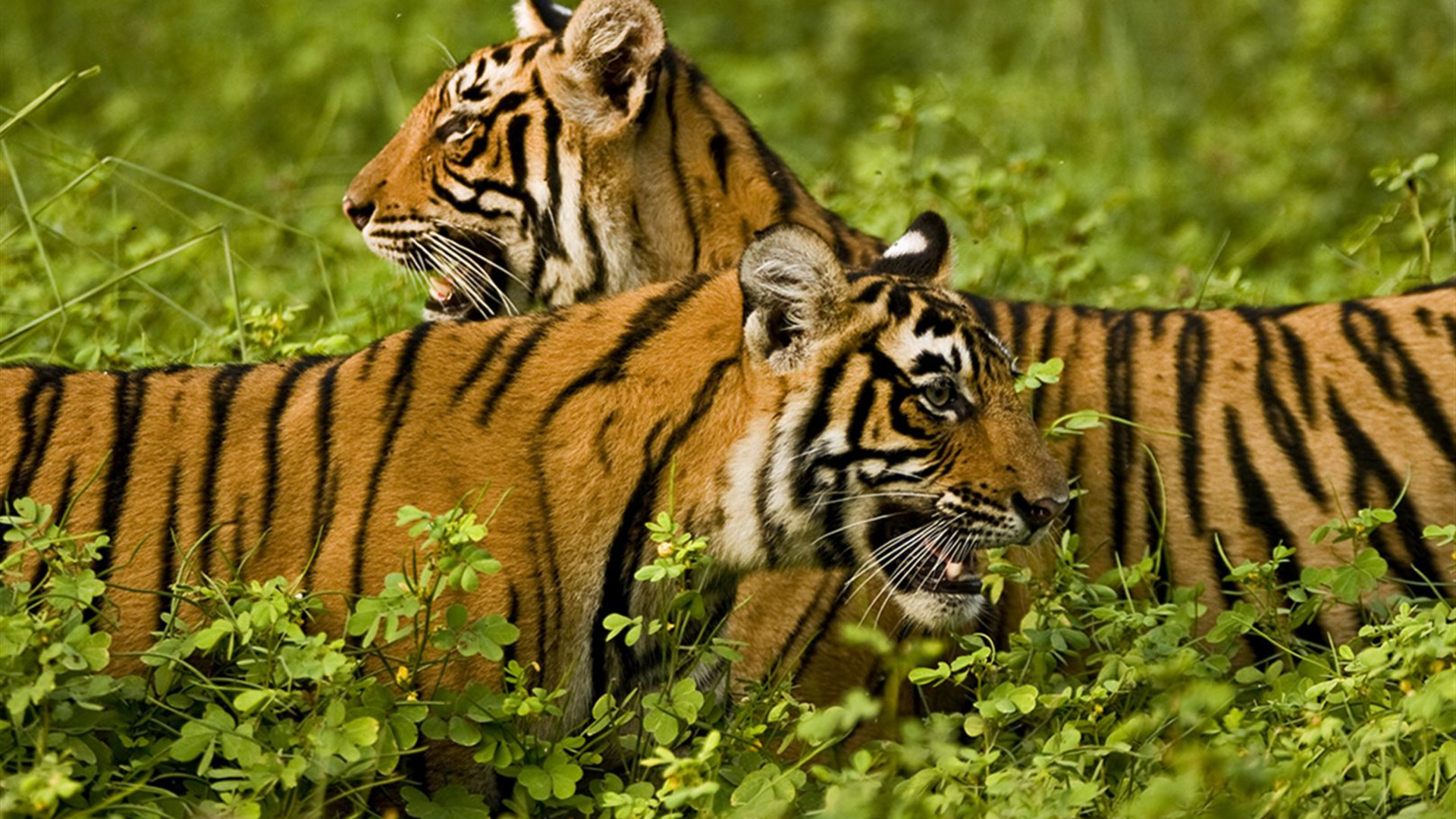 Click to view large image India Safari