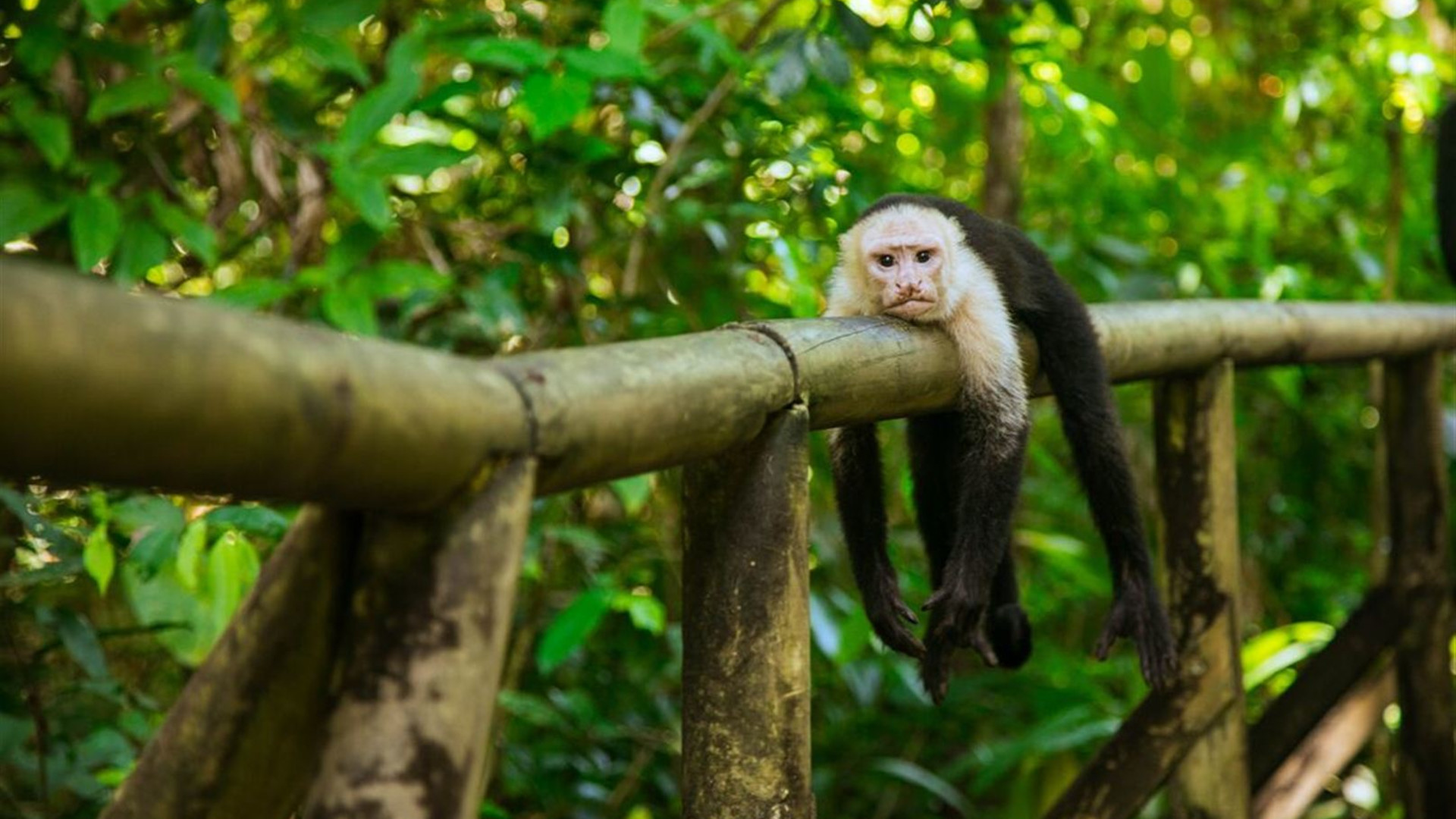 Click to view large image Best of Costa Rica
