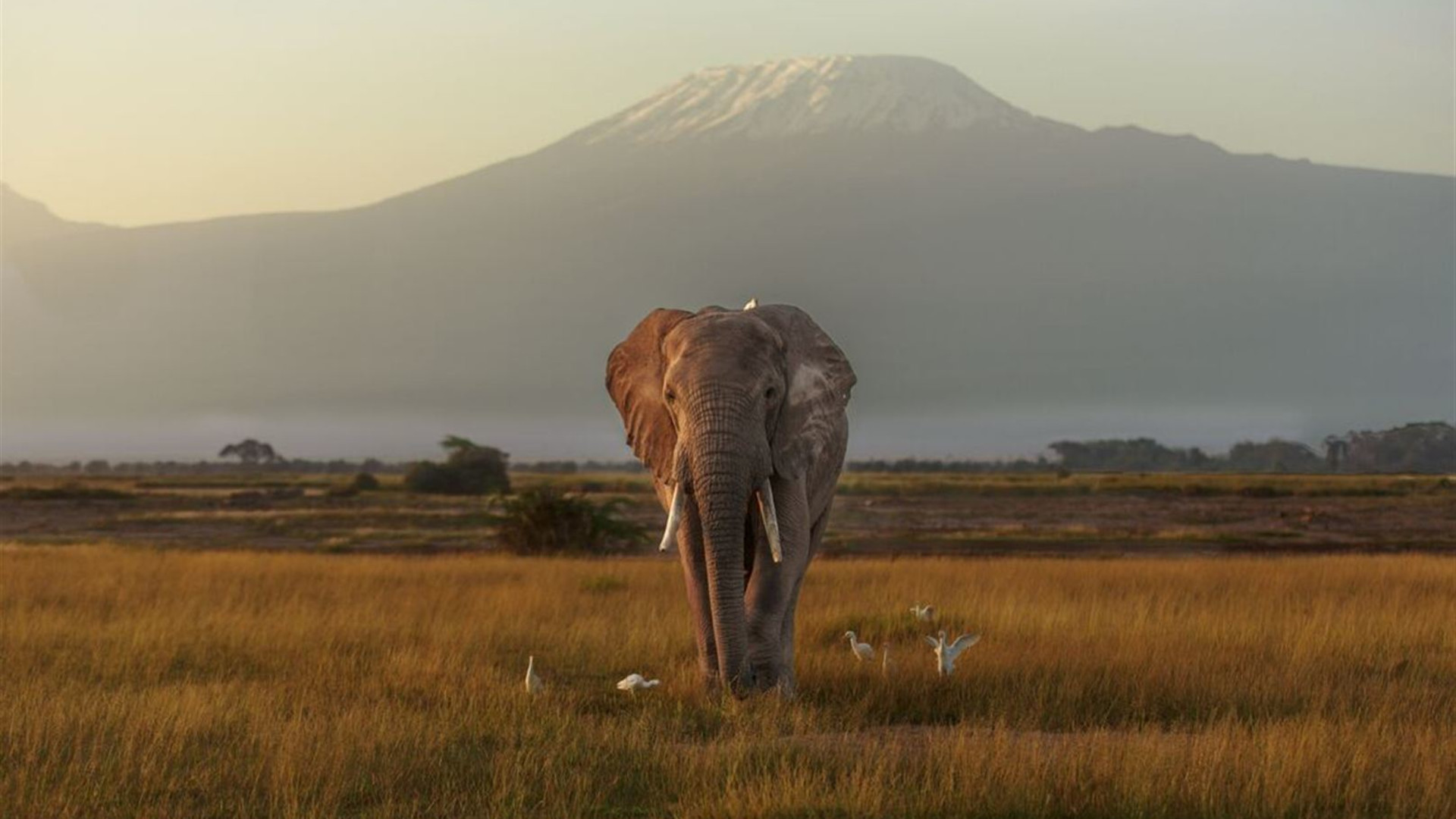 Click to view large image Kenya by Rail: Trains, Safaris & Beaches
