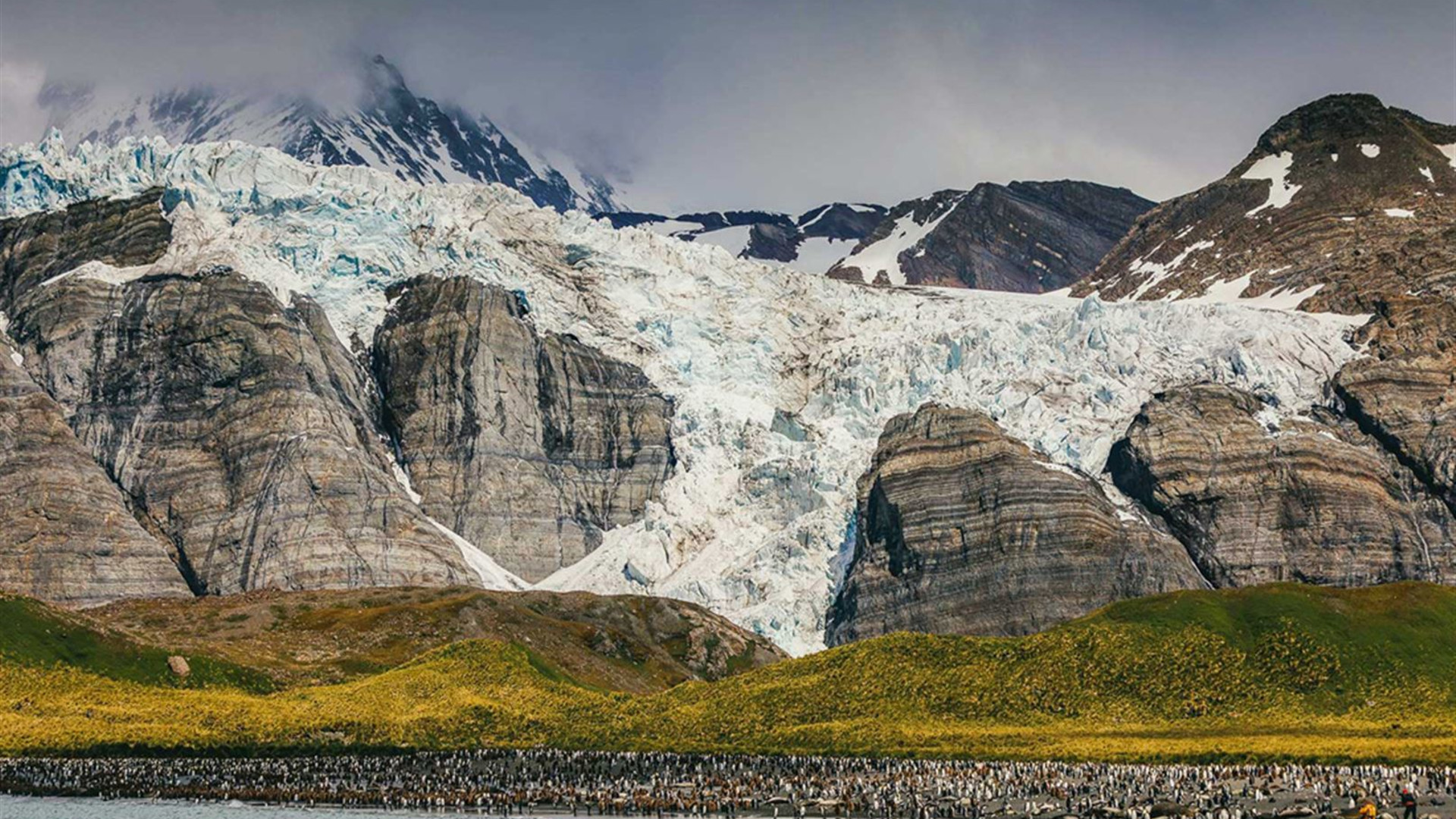 Click to view large image South Georgia and Antarctic Peninsula: Penguin Safari