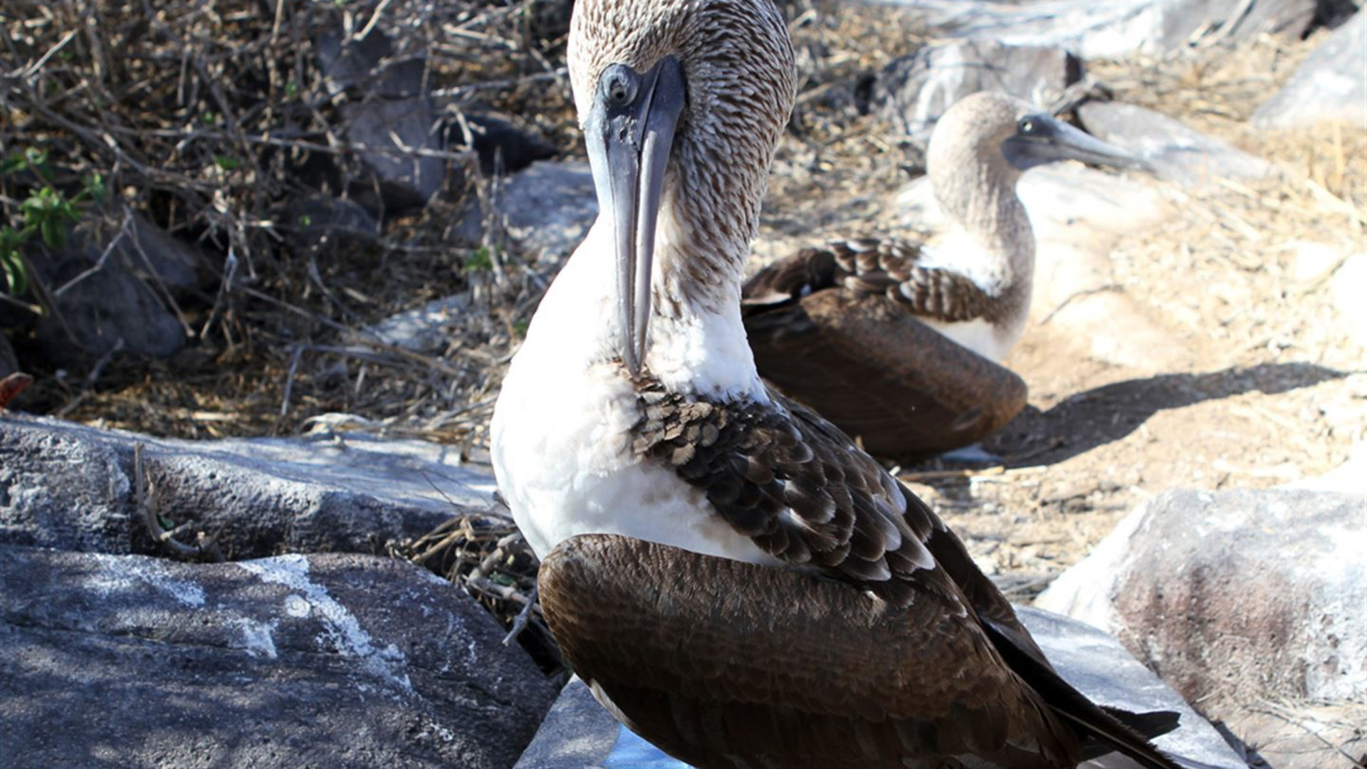 Click to view large image Galapagos — East, Central, & West Islands aboard the Eden