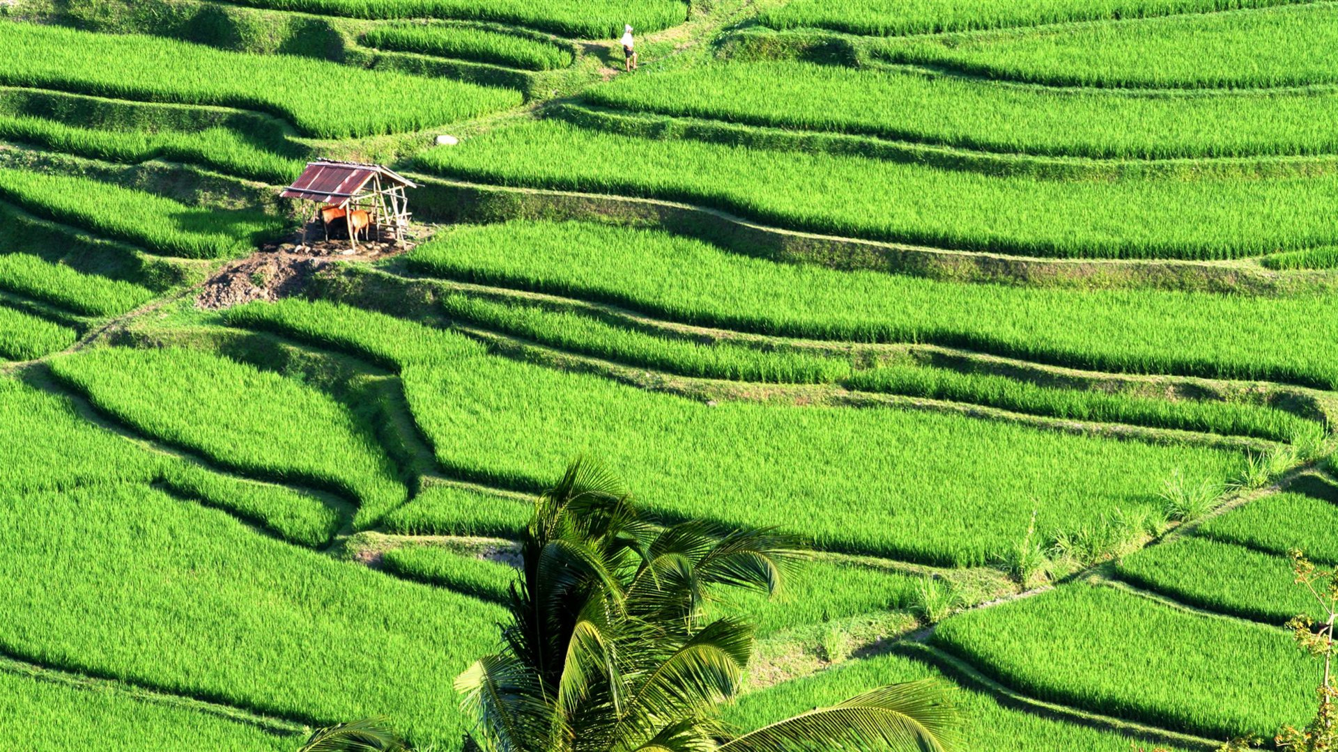 Click to view large image Indonesia: Bali Adventure