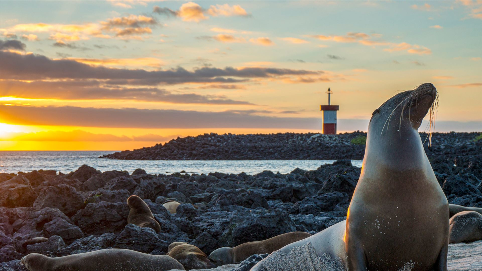 Click to view large image Galapagos – Central and East Islands aboard the Reina Silvia Voyager (Cruise Only)