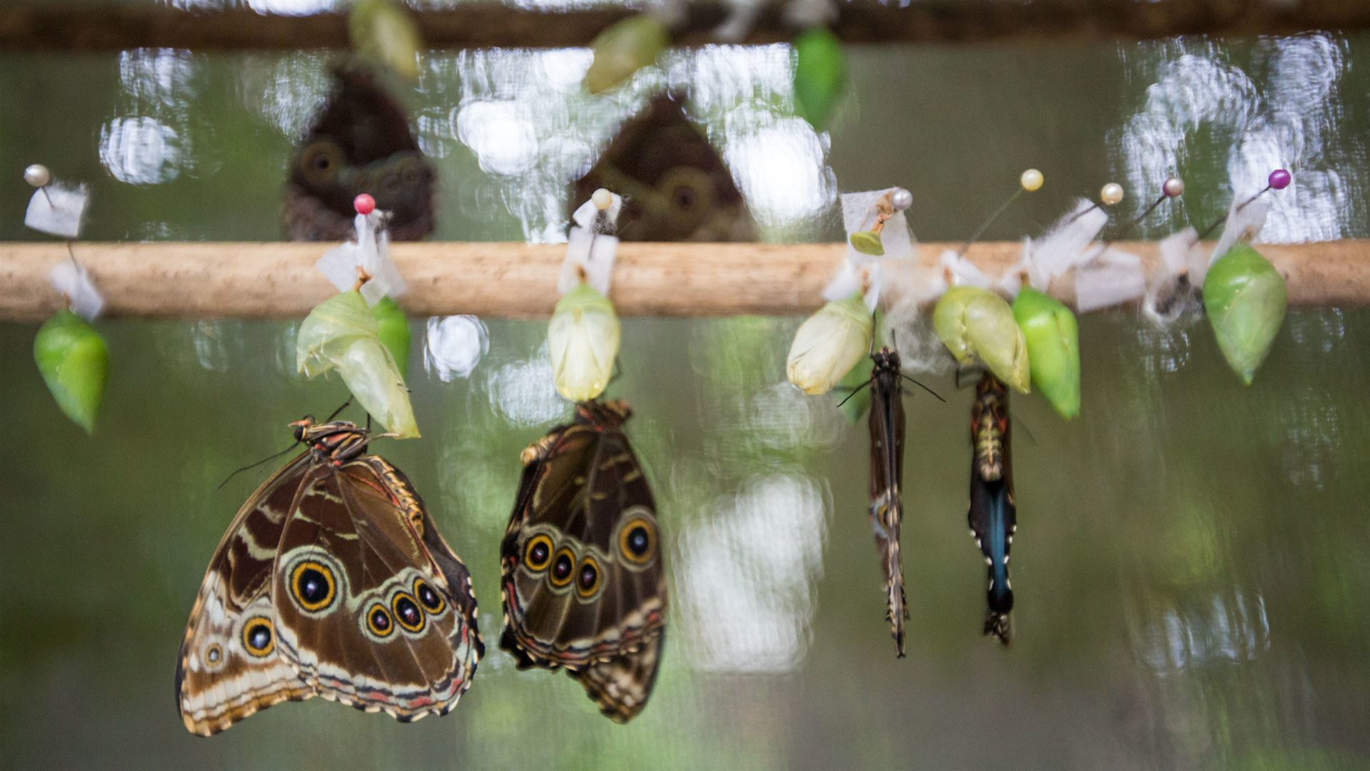 Click to view large image Basic Central America: Guatemala to Costa Rica