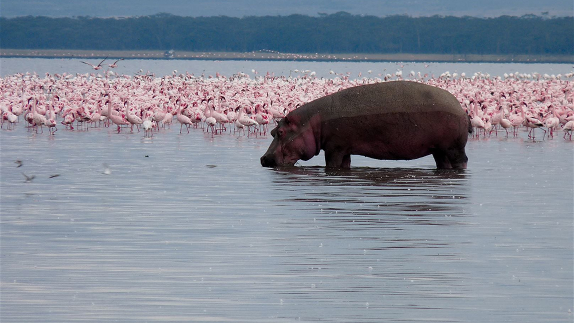 Click to view large image Kenya and Tanzania Family Safari