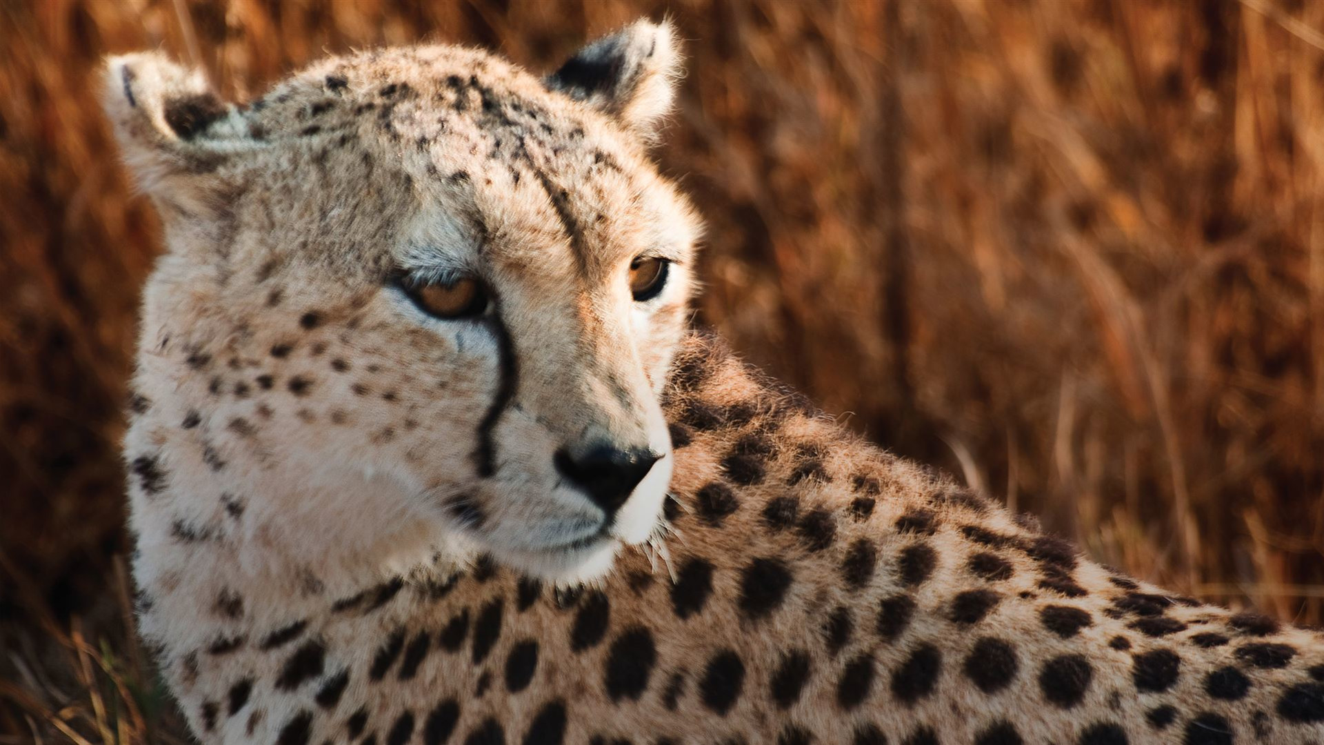 Click to view large image East Africa: Safari Drives, Mountain Hikes & Chimp Trekking