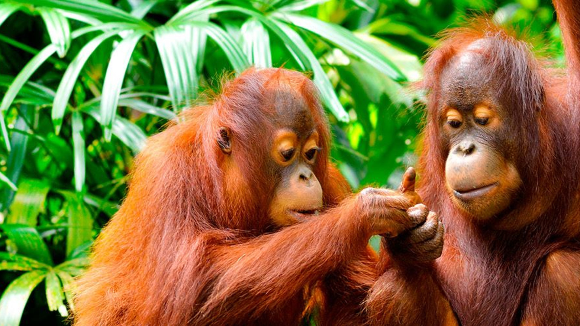 Click to view large image Indonesia Expedition: Orangutans of Kalimantan