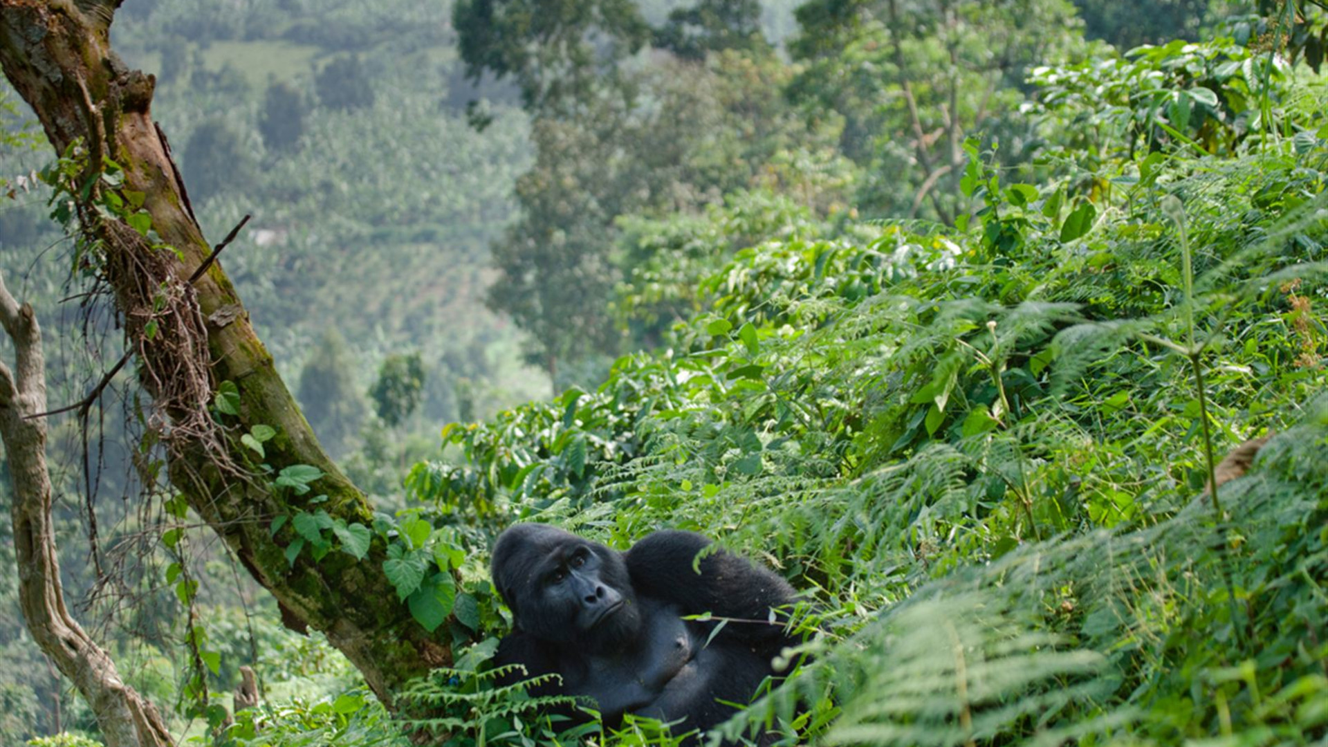 Click to view large image Uganda Gorilla Short Break: Original