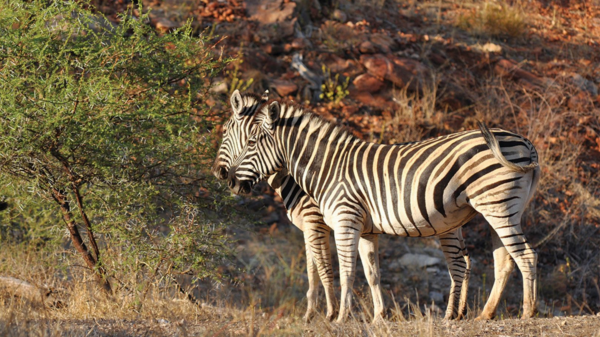Click to view large image Essential African Safari