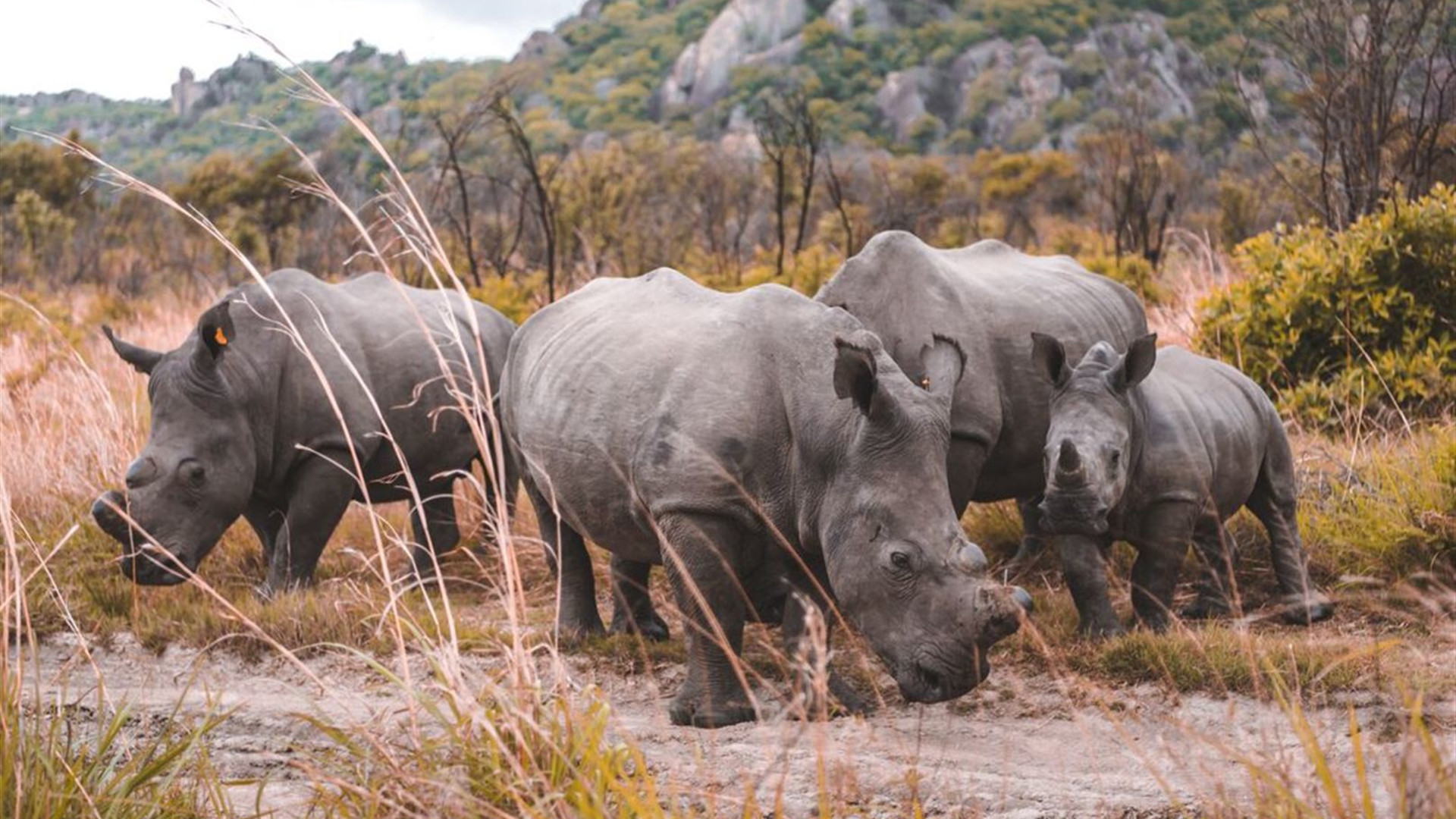 Click to view large image Southern Africa Safari