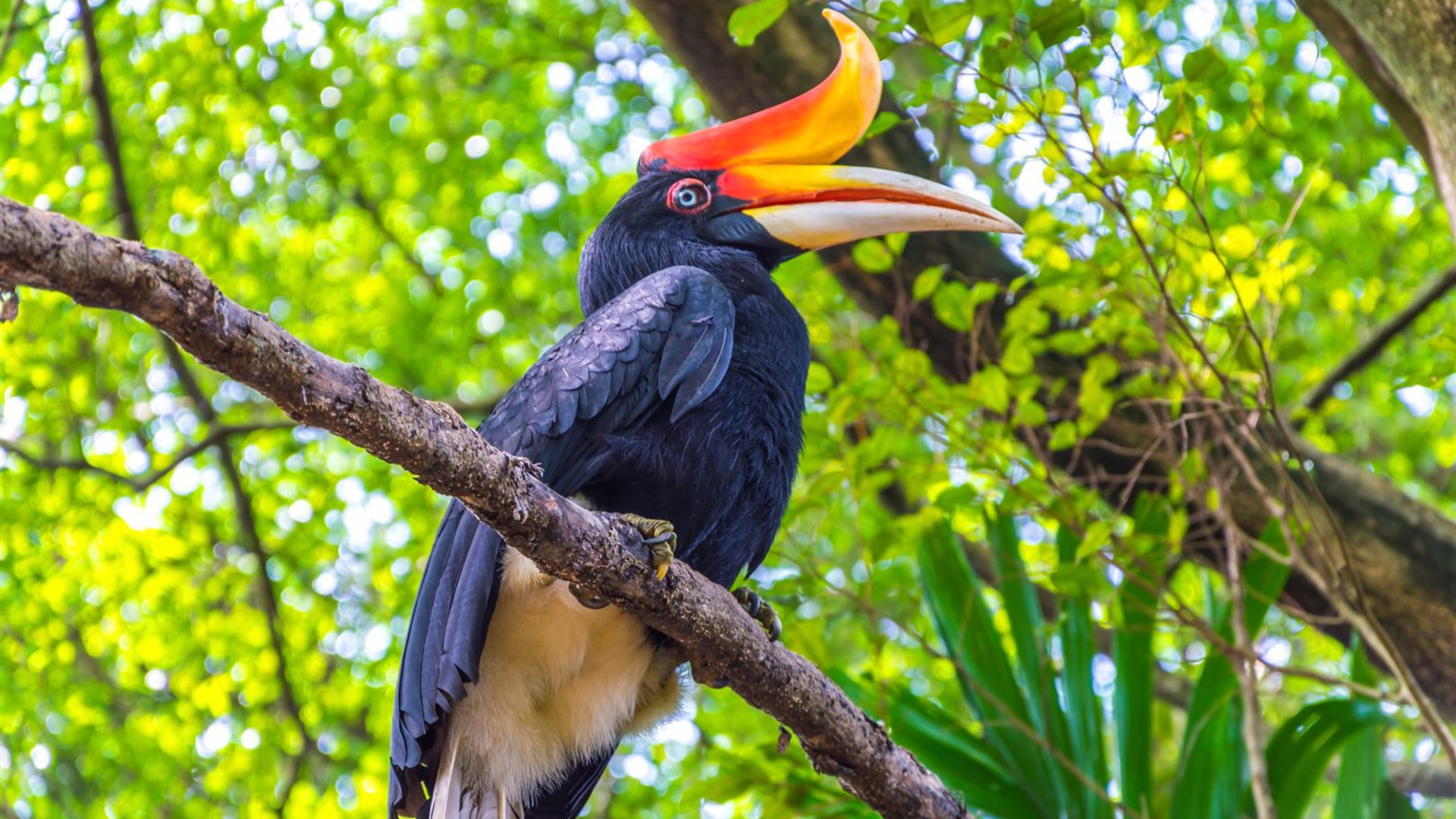 Click to view large image Borneo Wildlife Discoverer