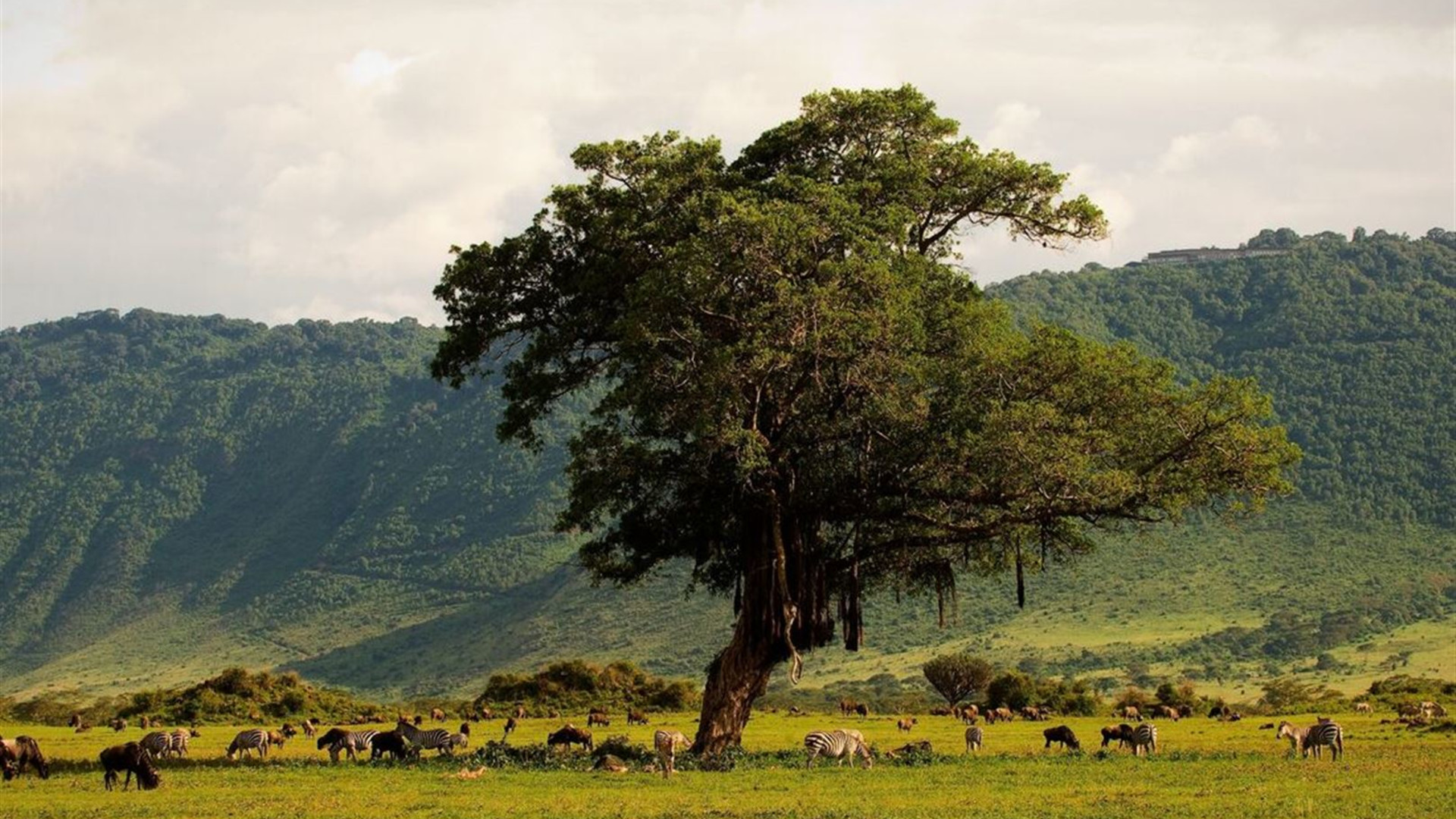 Click to view large image Tanzania Family Safari
