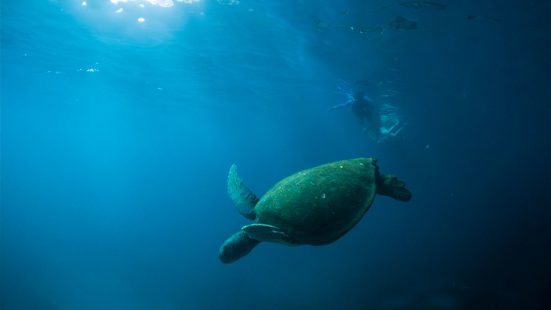 Click to view large image Galapagos Encounter: Southern Islands (Grand Queen Beatriz)