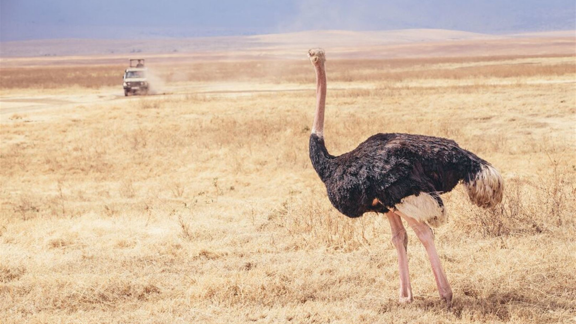Click to view large image Classic East Africa