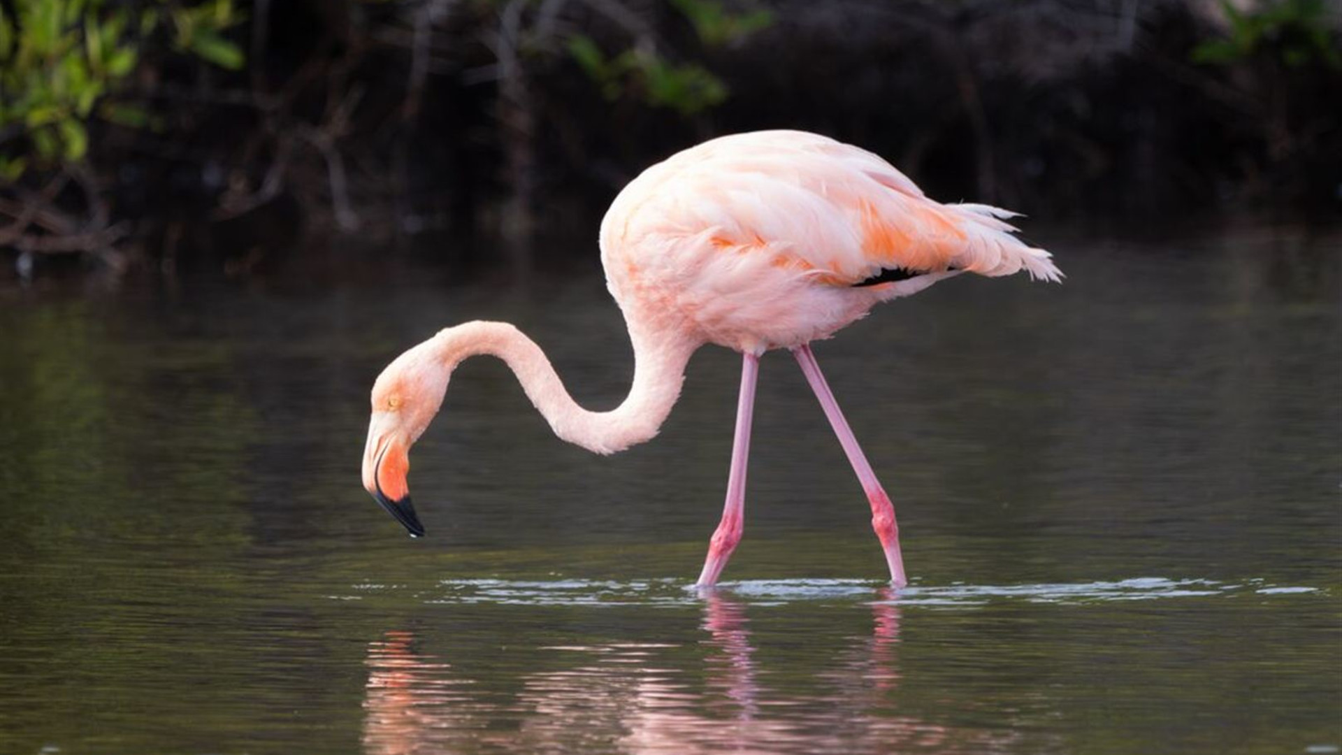 Click to view large image Complete Galapagos (Grand Daphne)