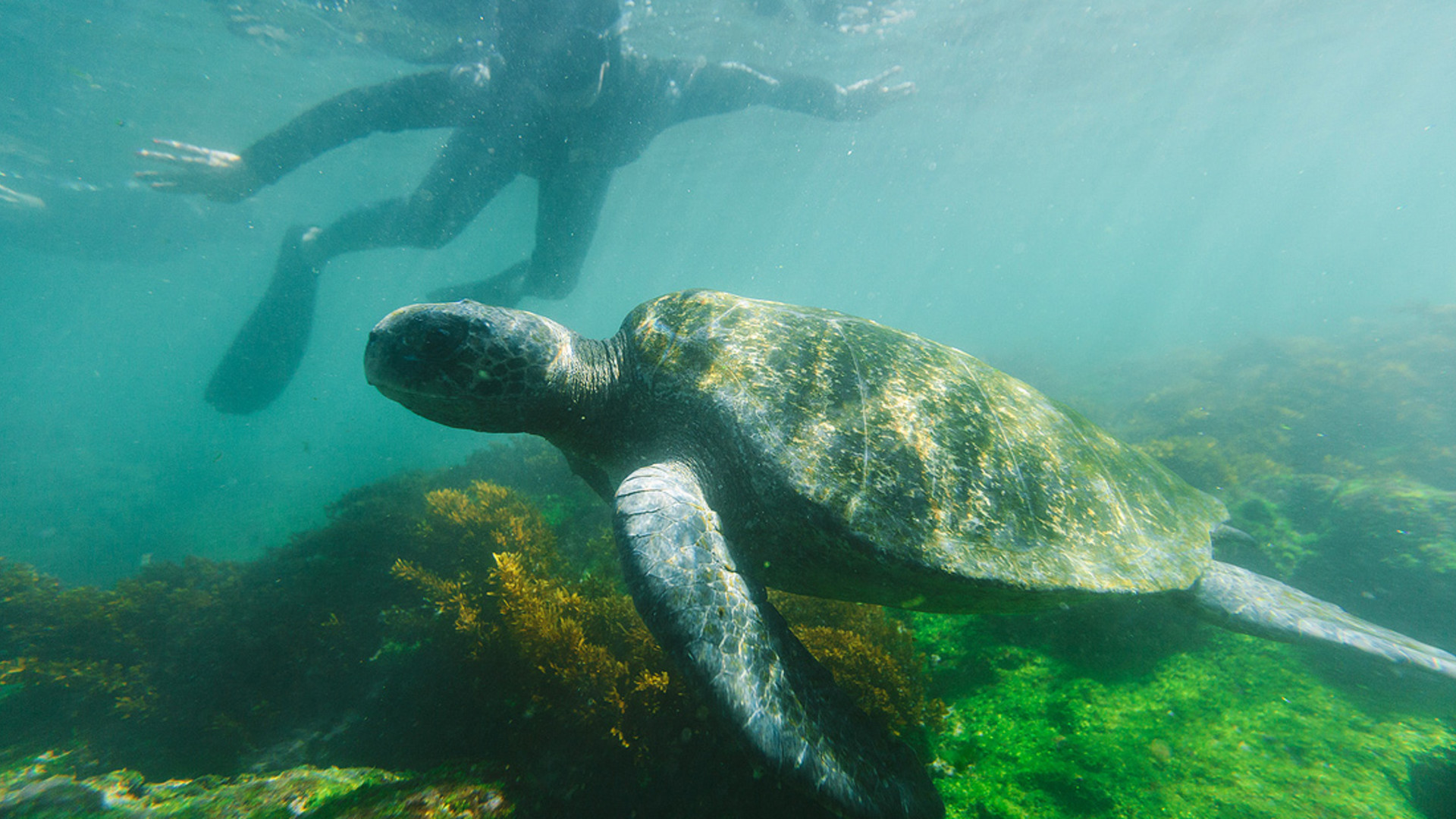 Click to view large image Classic Galapagos: Central Eastern Islands (Grand Queen Beatriz)