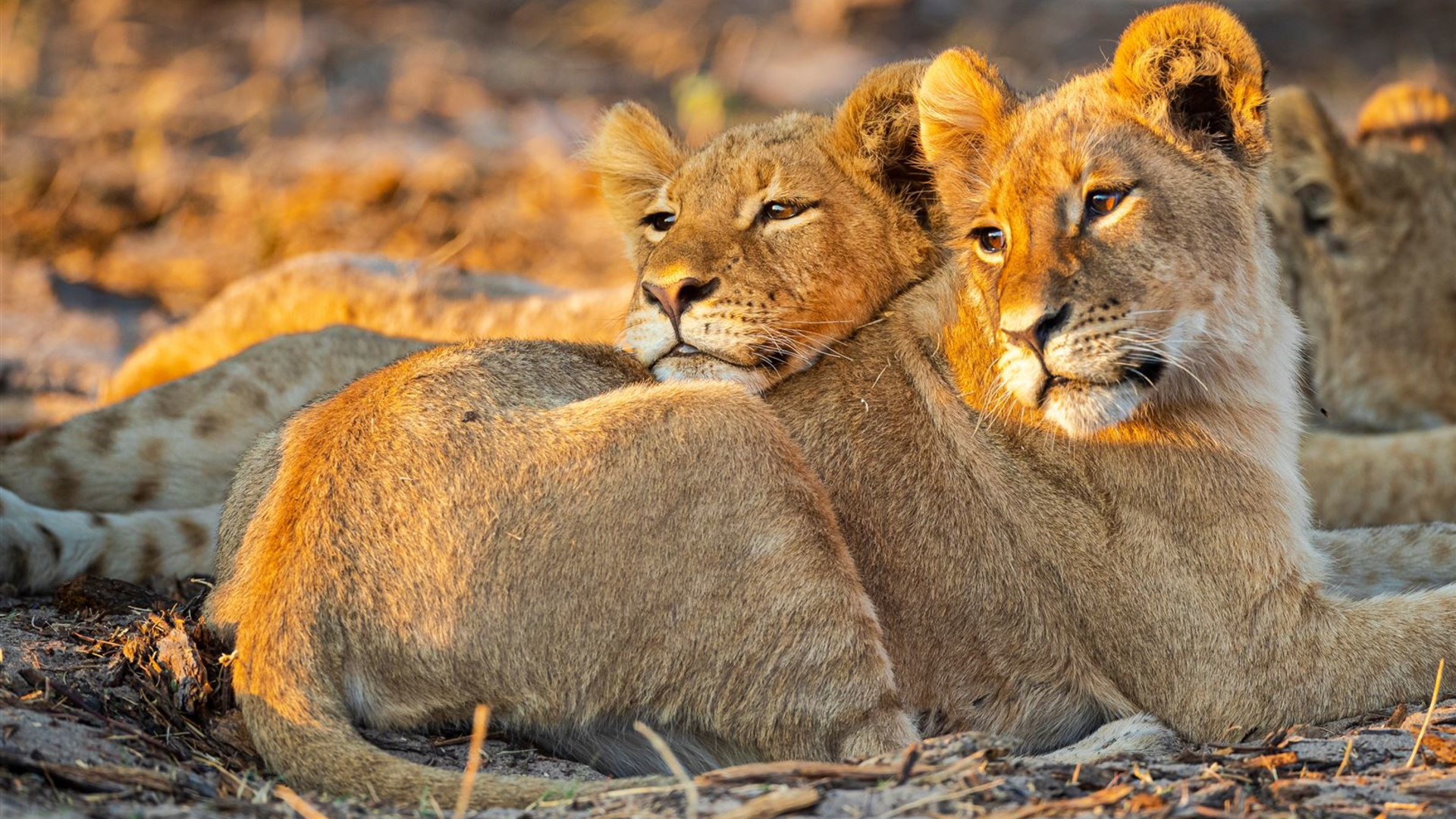 Click to view large image Botswana & Zimbabwe Lodge Safari