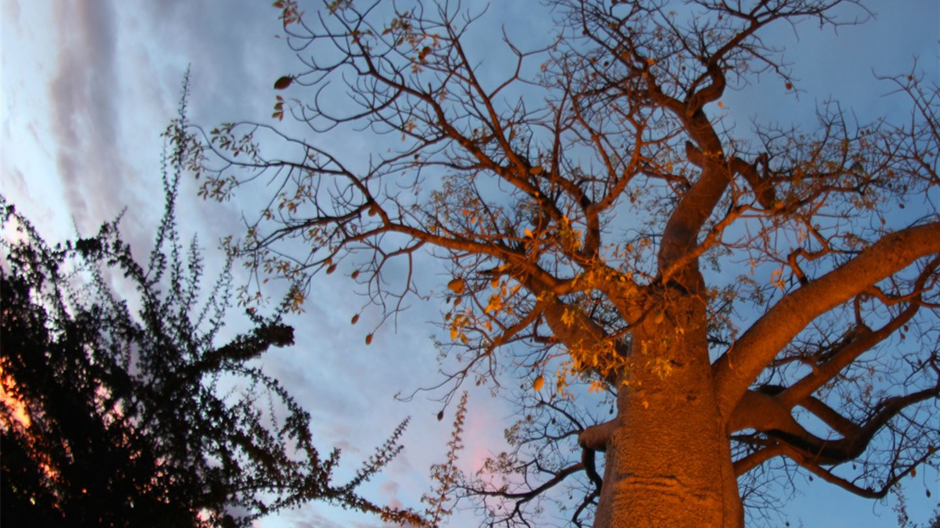 Click to view large image Cape Town to Victoria Falls Overland Safari & Participation Camping