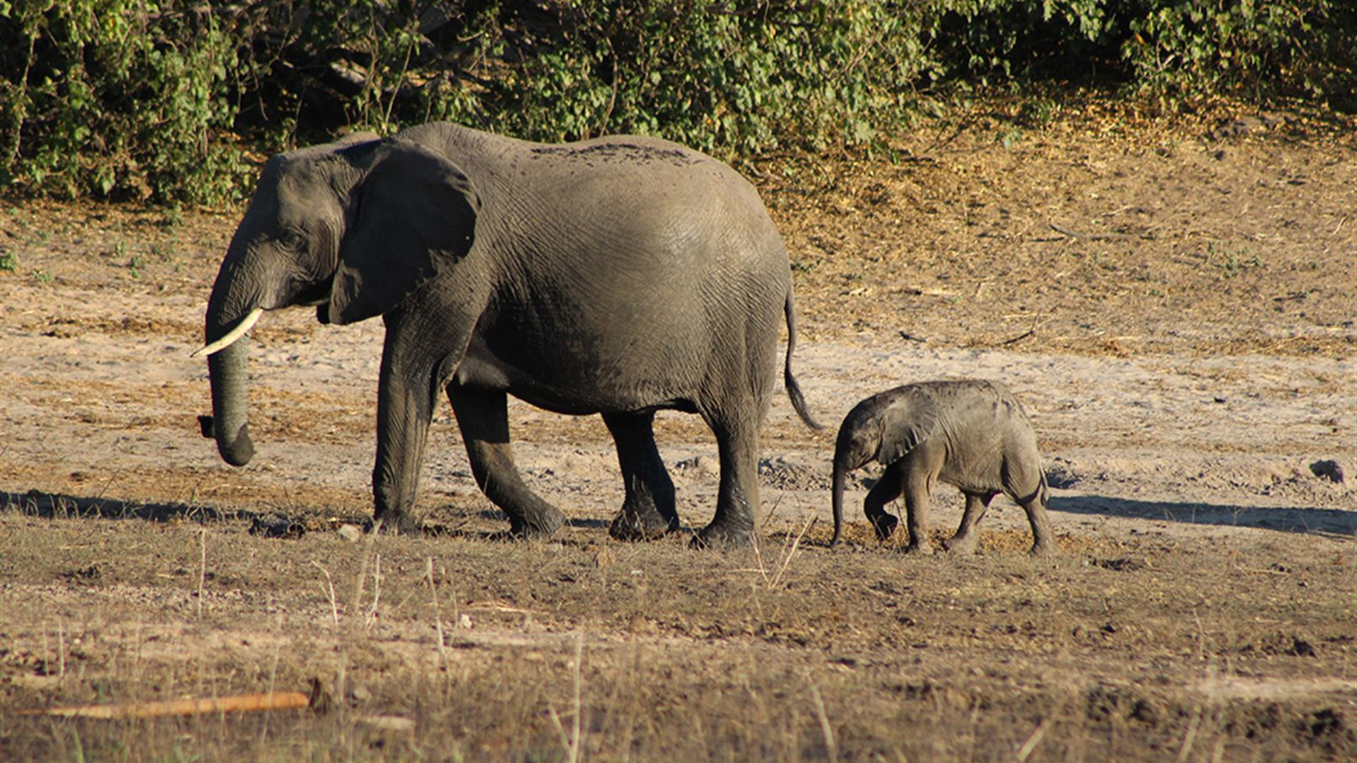 Click to view large image Premium Botswana