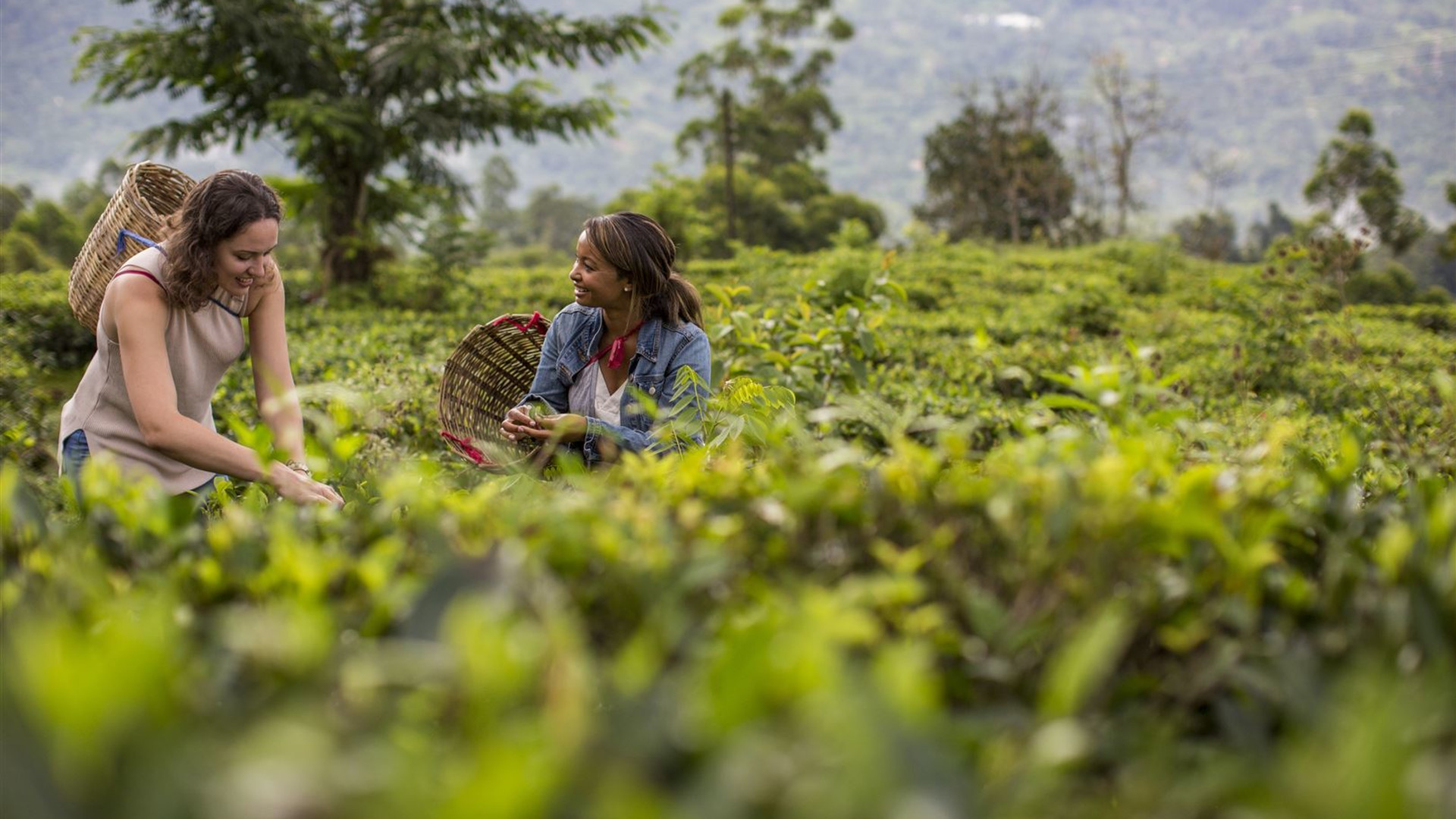 Click to view large image Sri Lanka: Spice Gardens & Seasides