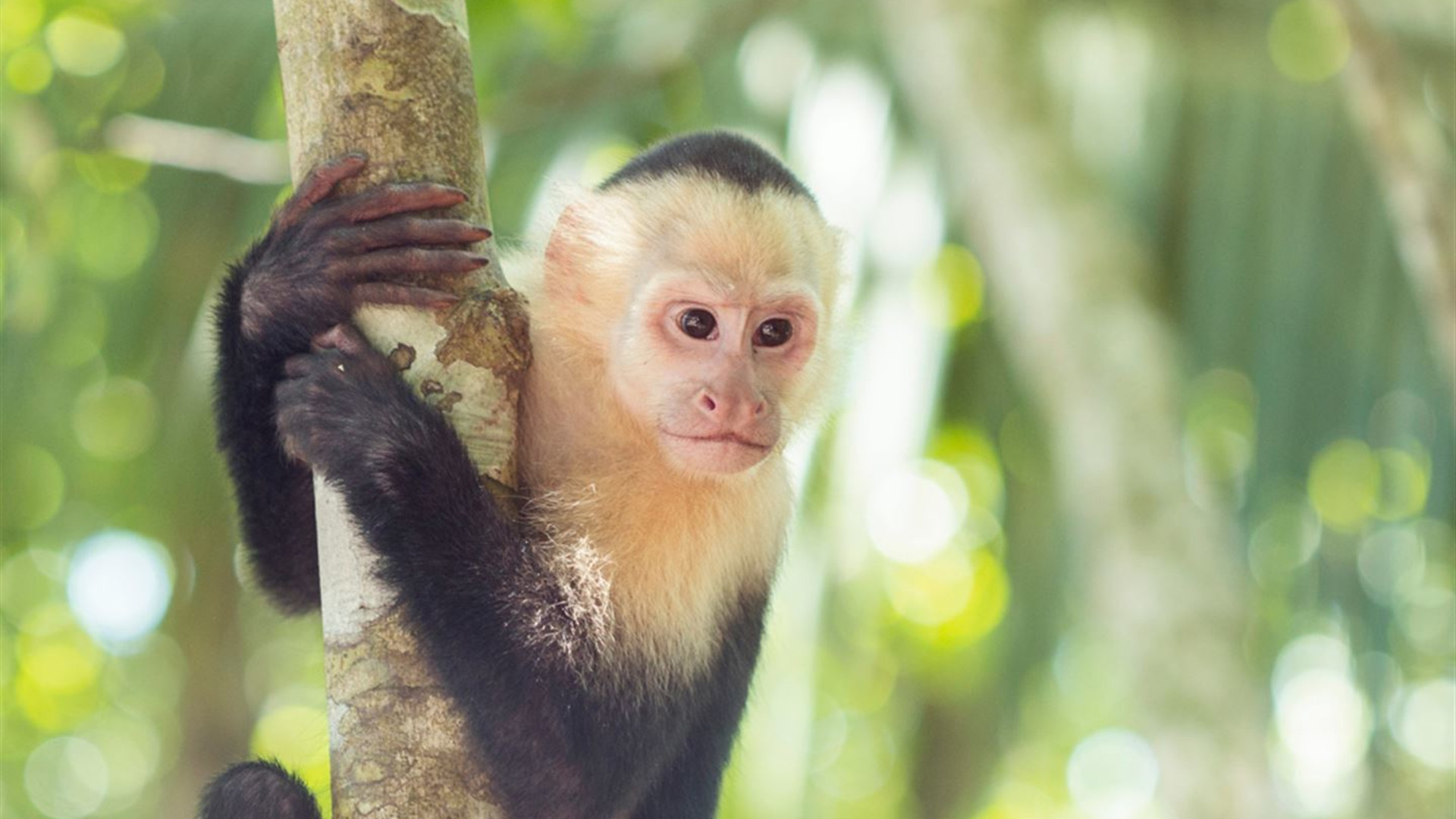 Click to view large image Trek Hidden Costa Rica