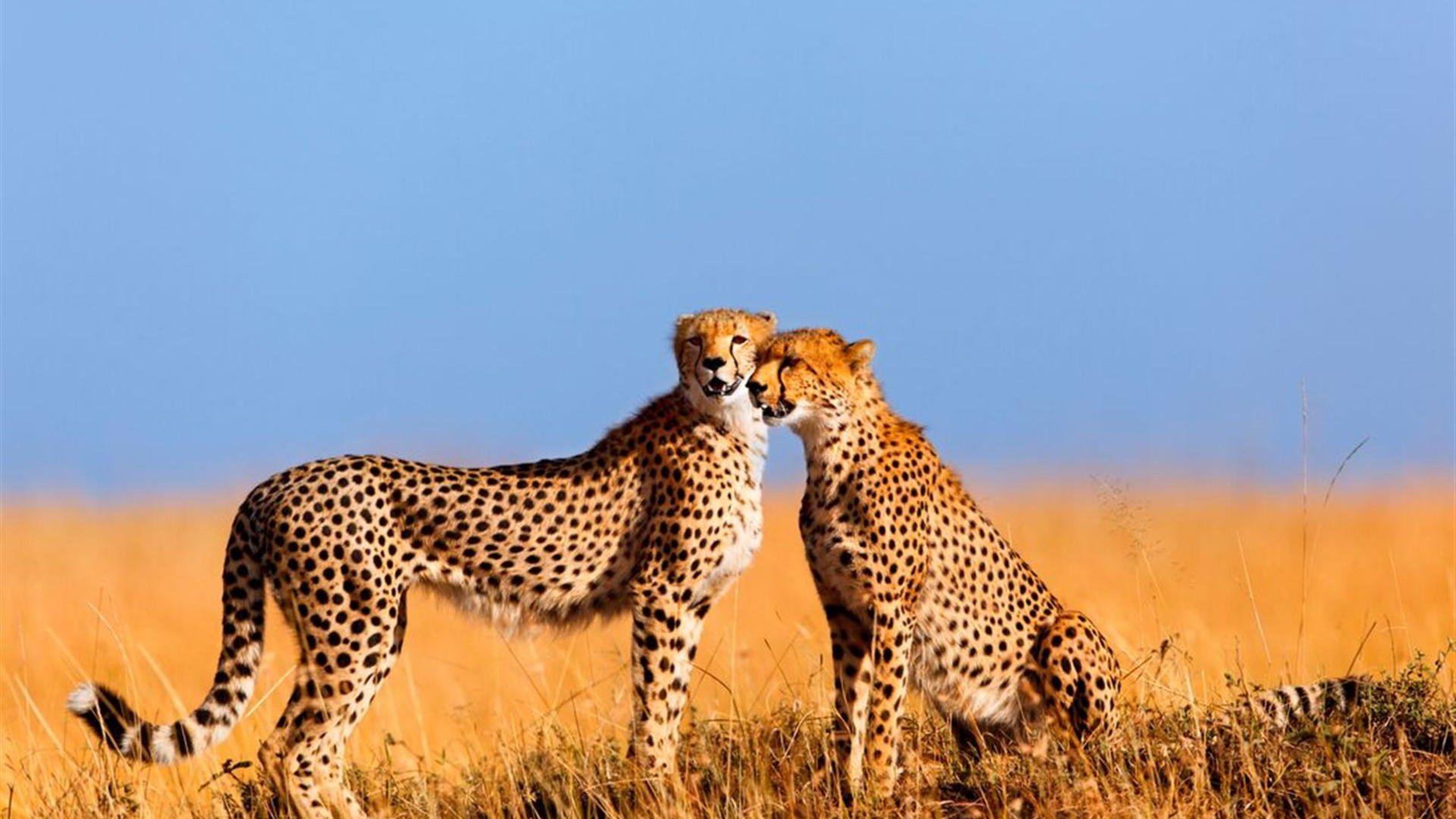 Click to view large image Best of East Africa