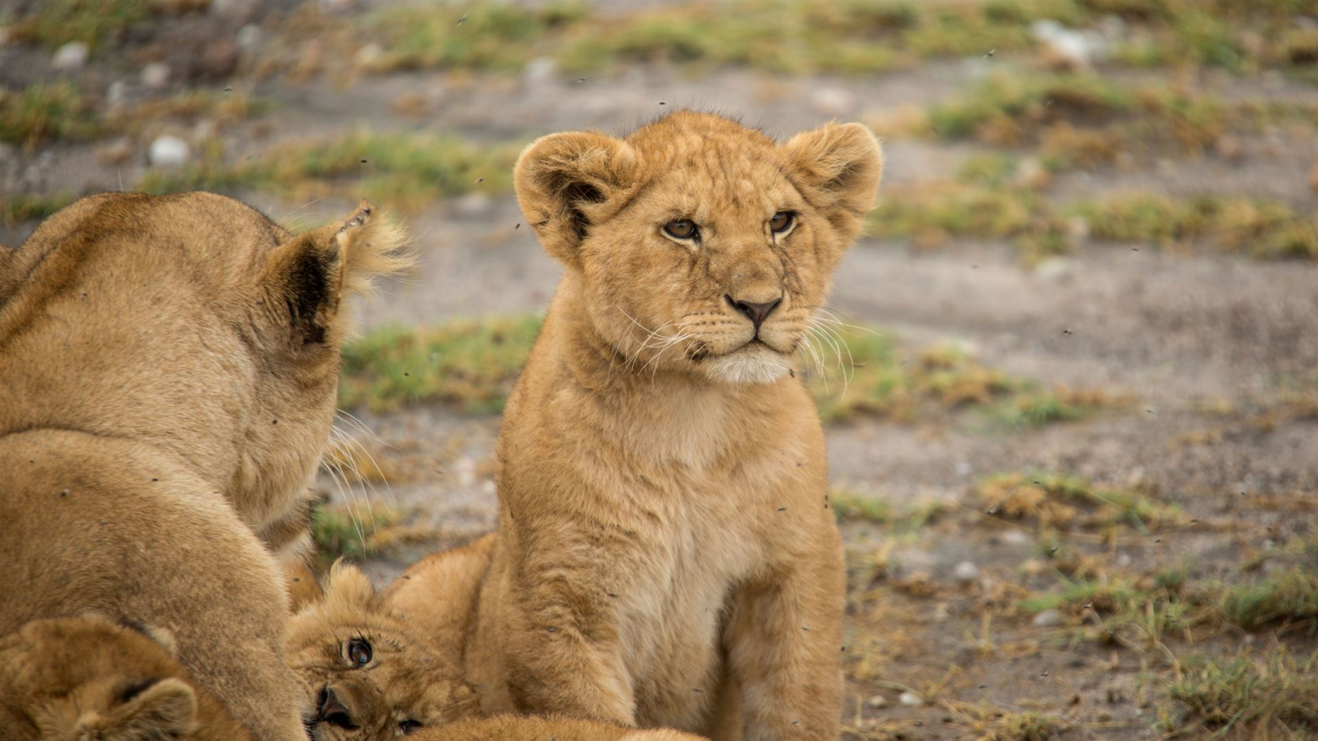 Click to view large image Tanzania Family Journey: A Serengeti Safari