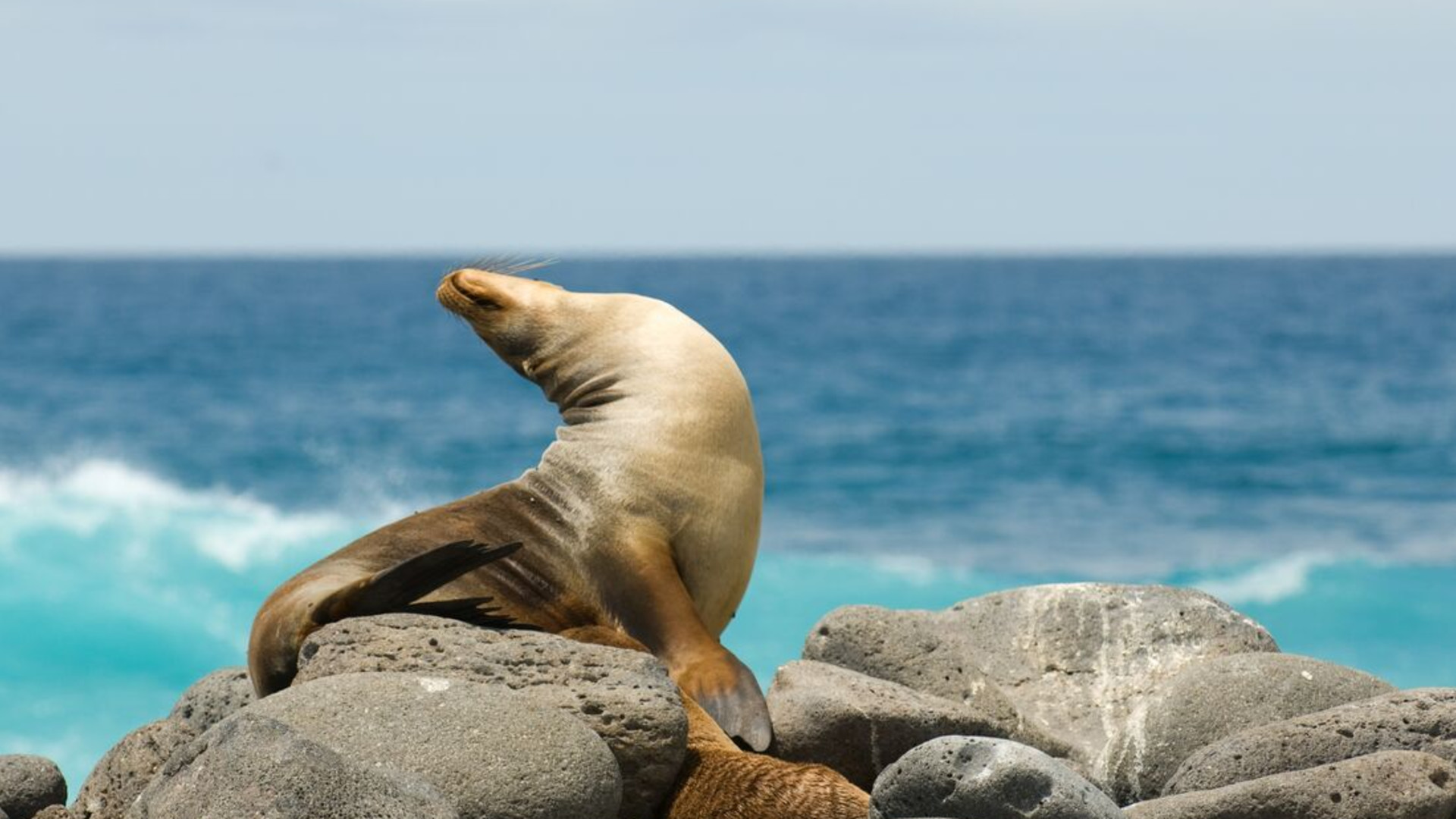 Click to view large image Classic Galapagos: Southern Islands (Grand Queen Beatriz)