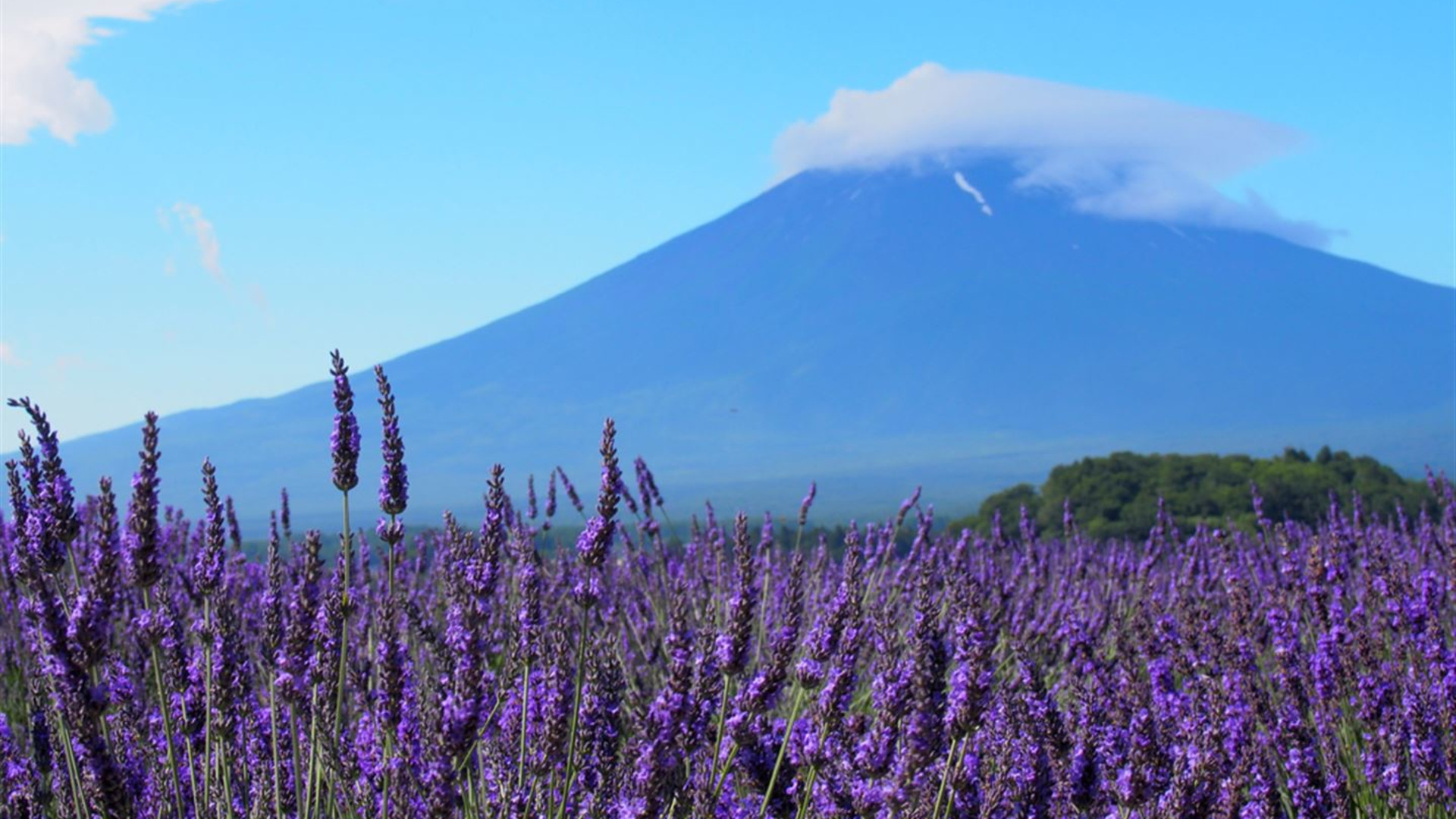 Click to view large image Discover Japan
