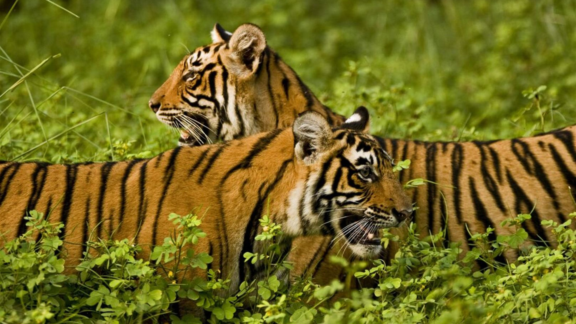 Click to view large image India South & North