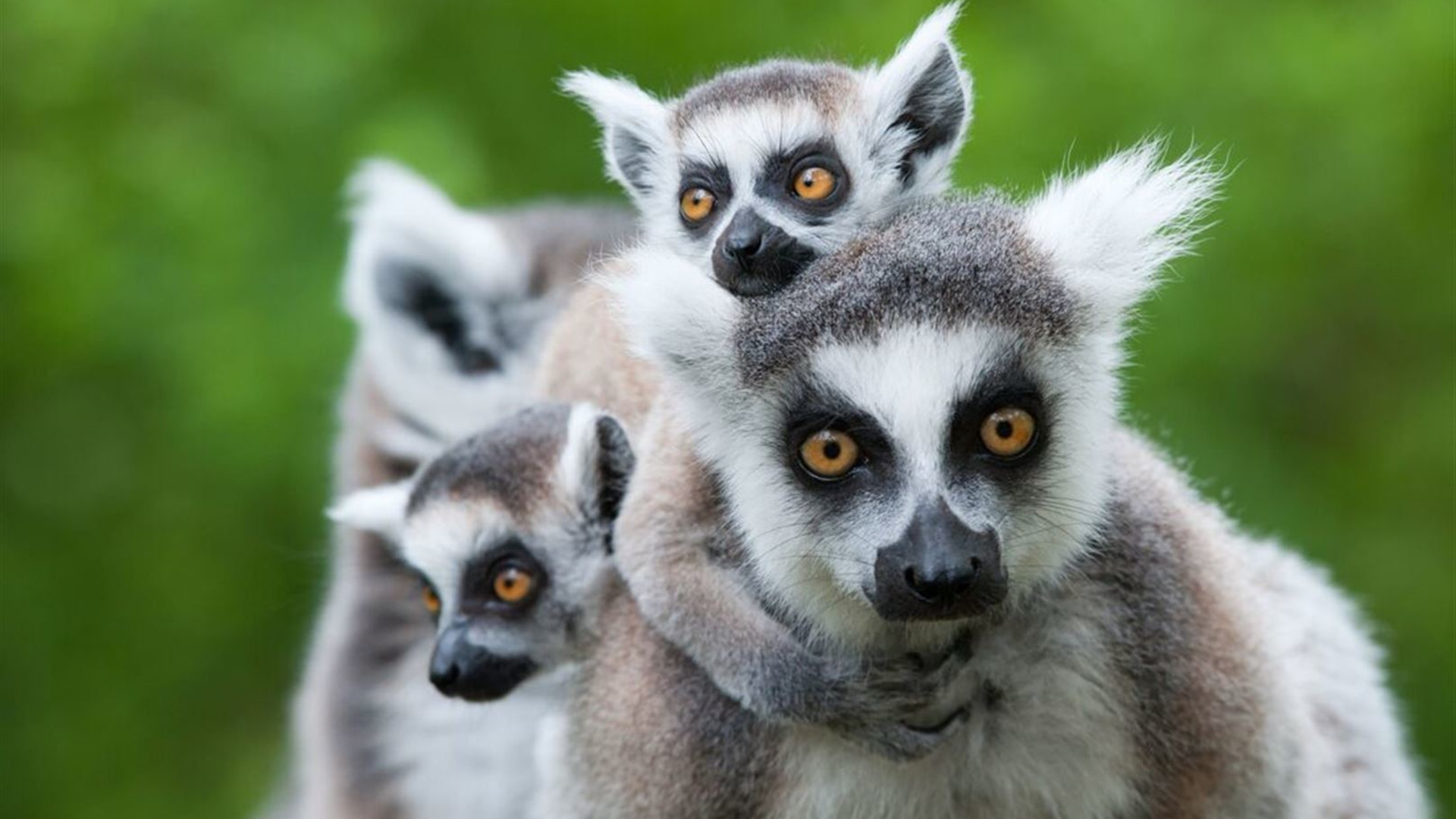 Click to view large image Madagascar Adventure