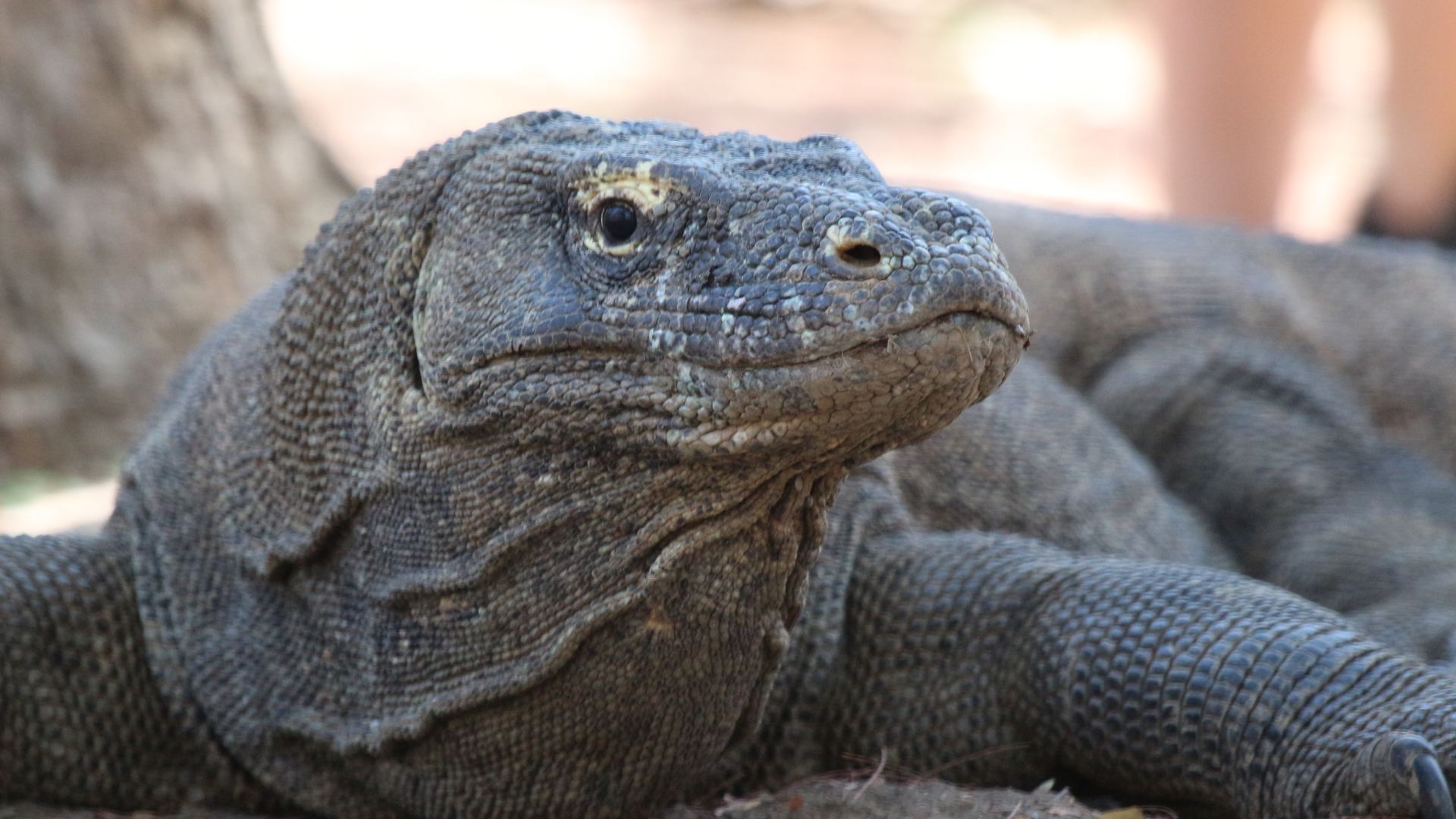 Click to view large image Bali and Komodo: Dragons, Rice Terraces & Cultural Ceremonies