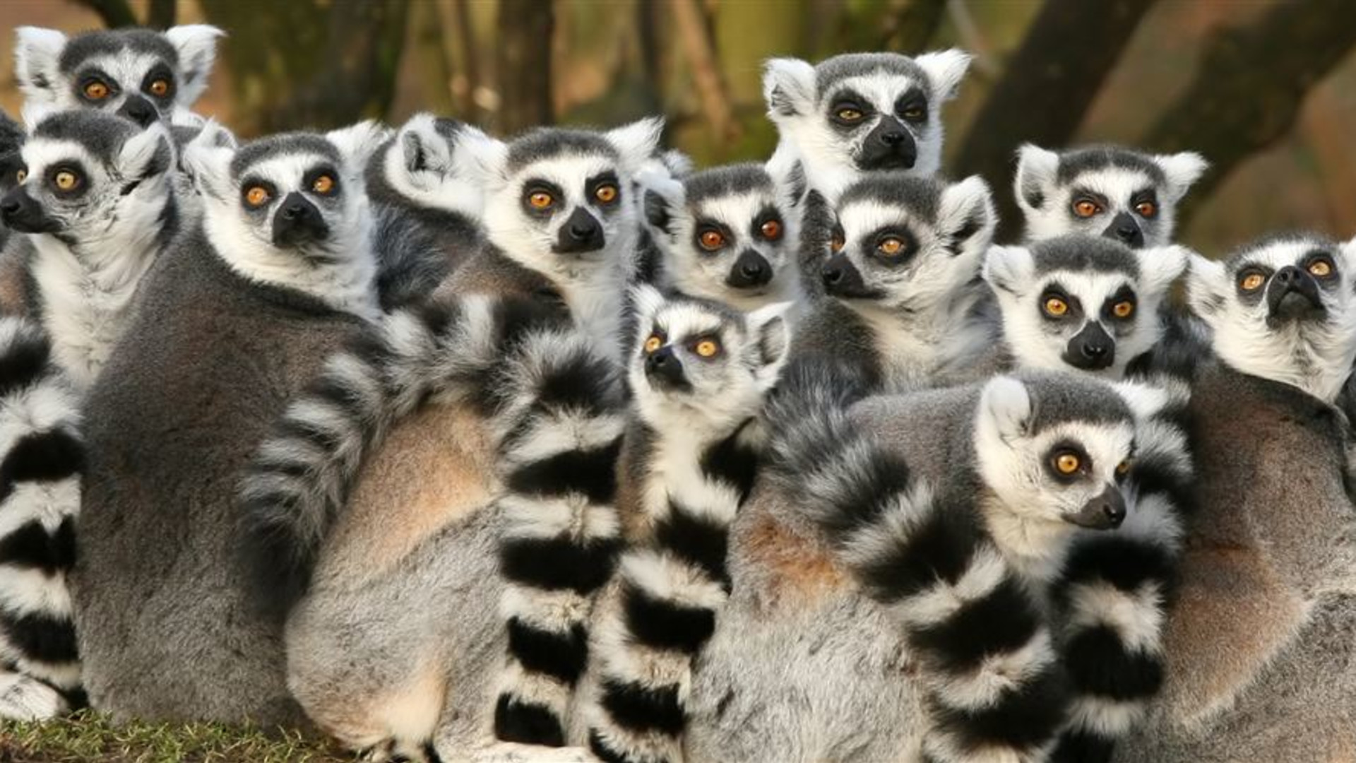 Click to view large image Madagascar Adventure