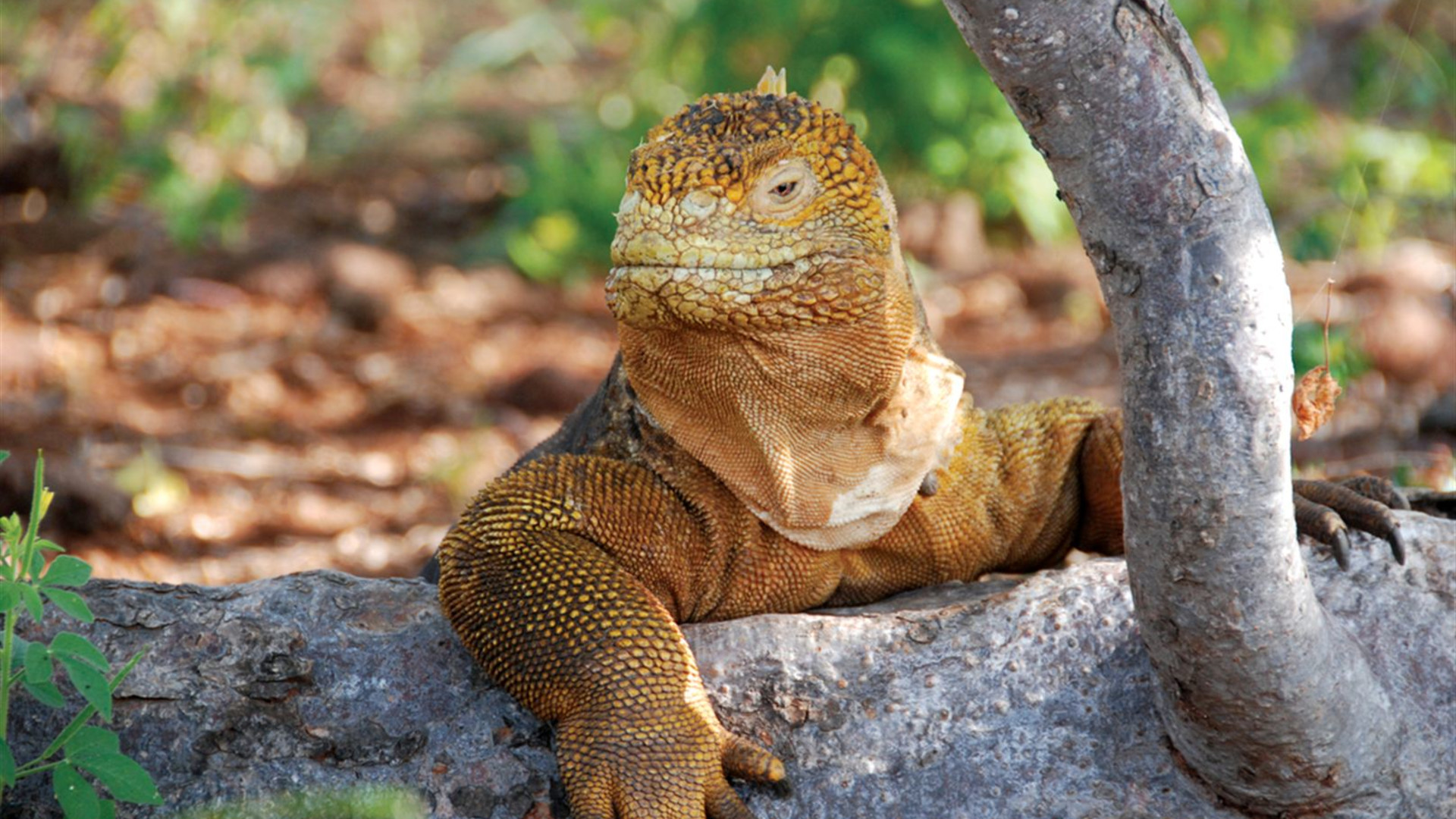 Click to view large image Galapagos Cruise & Peru in Depth (Grand Queen Beatriz)