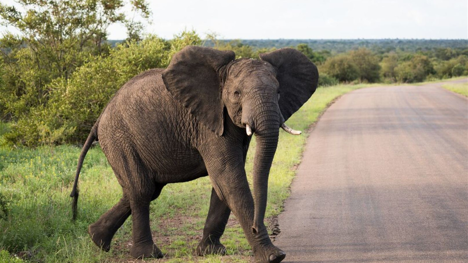 Click to view large image Kruger to Vic Falls