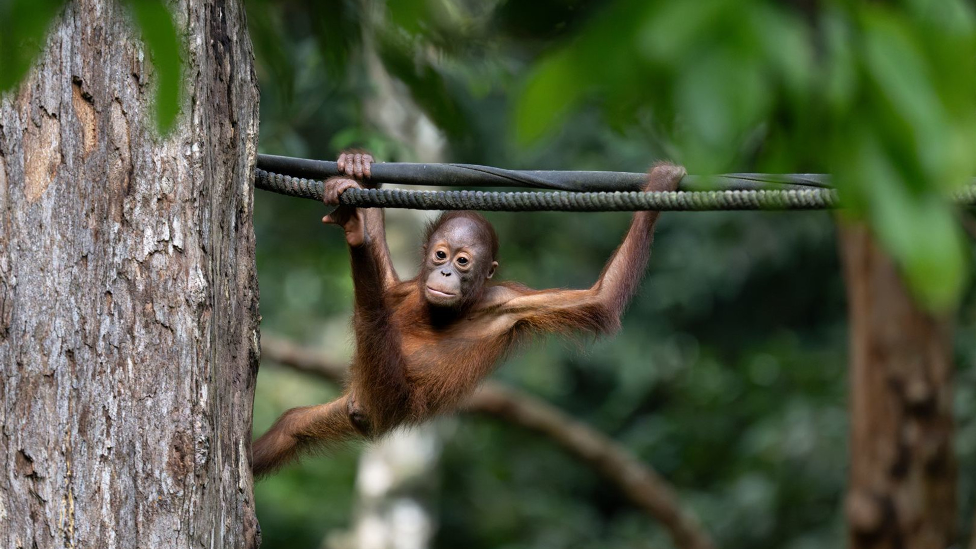 Click to view large image Borneo Wildlife Discoverer