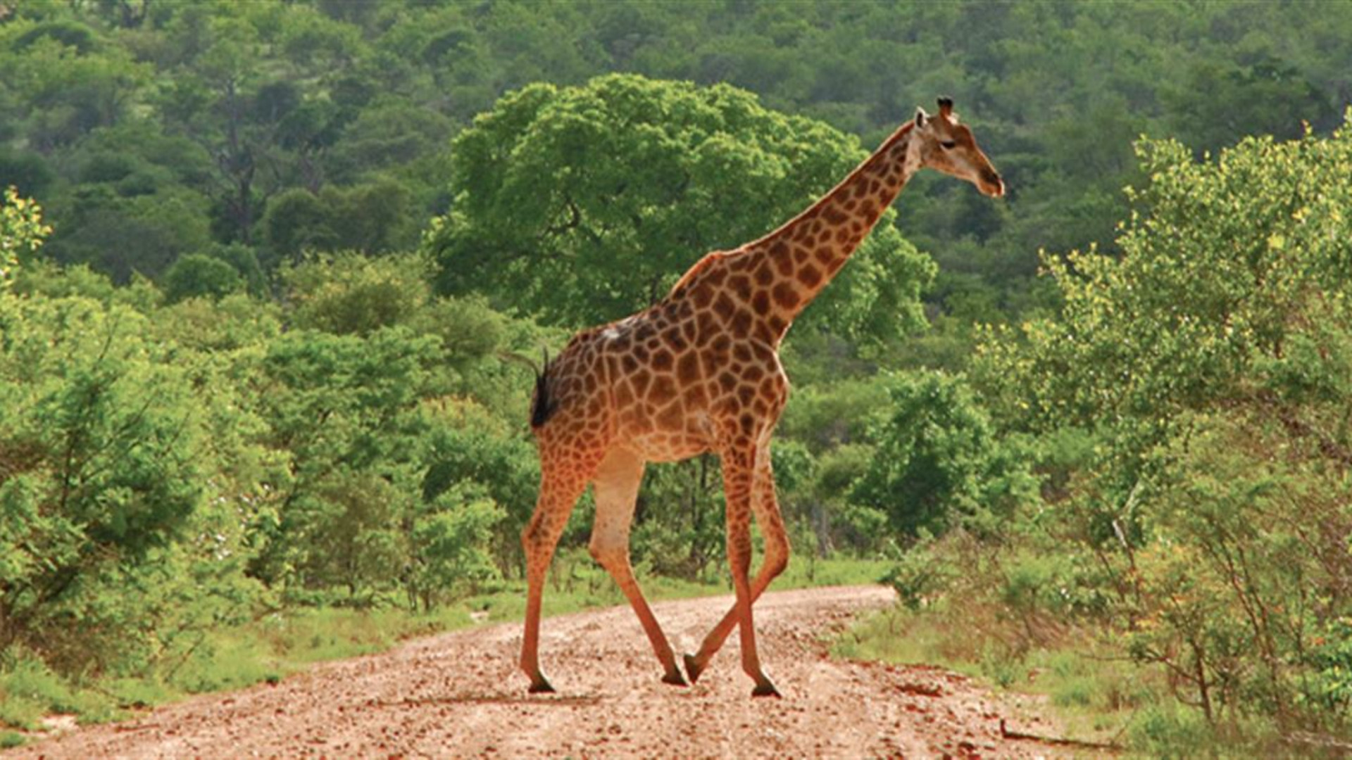 Click to view large image Kruger Lodge Experience