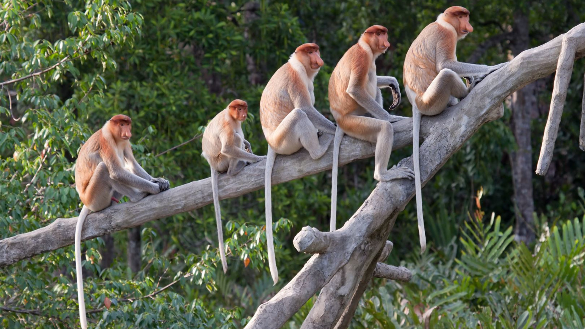 Click to view large image Borneo Wildlife Discoverer