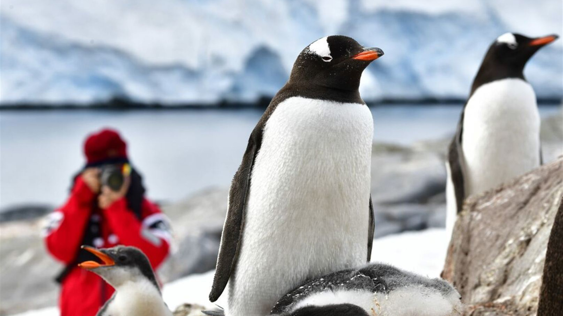 Click to view large image Best of Antarctica In Depth