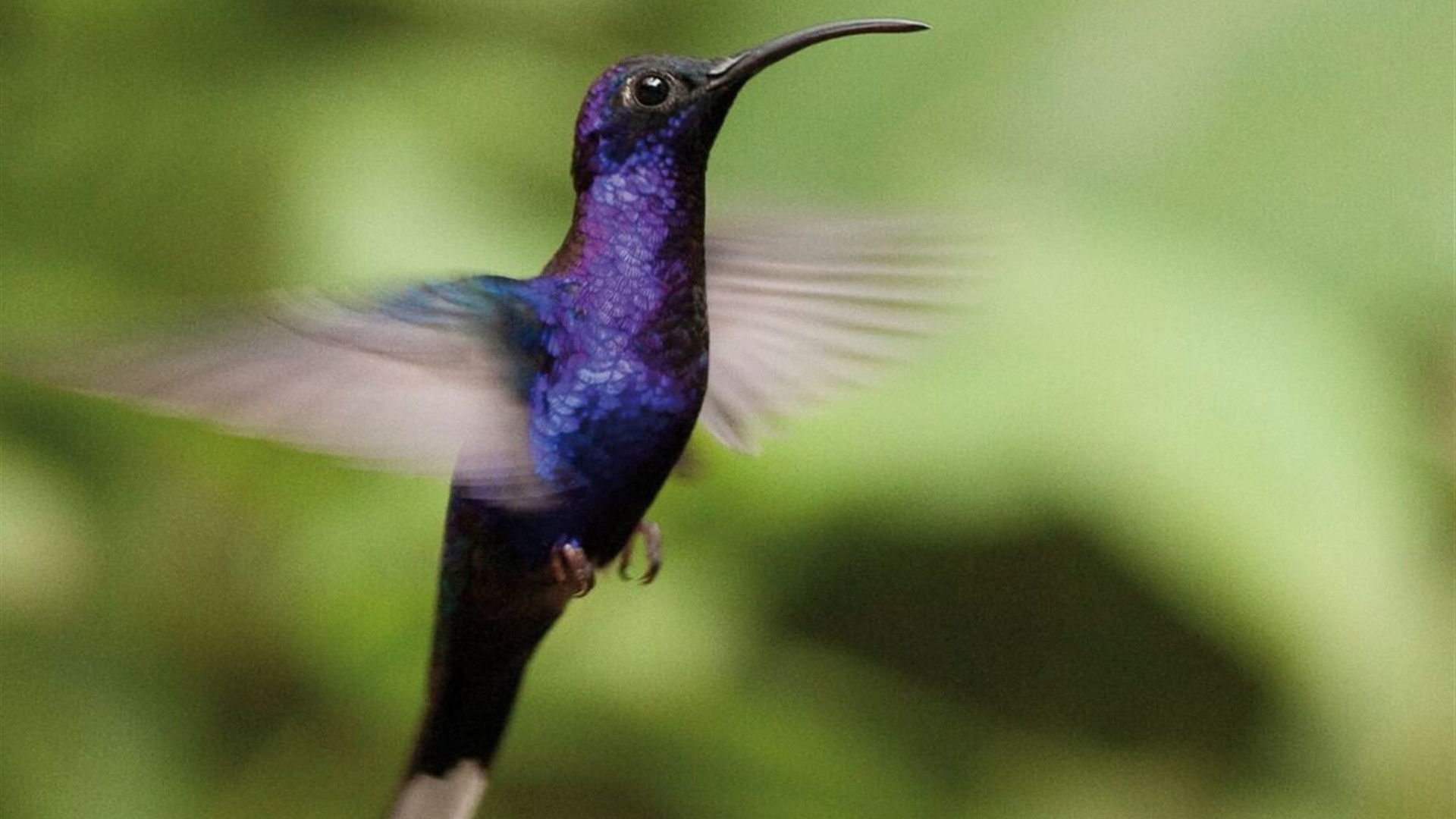 Click to view large image Amazing Central America
