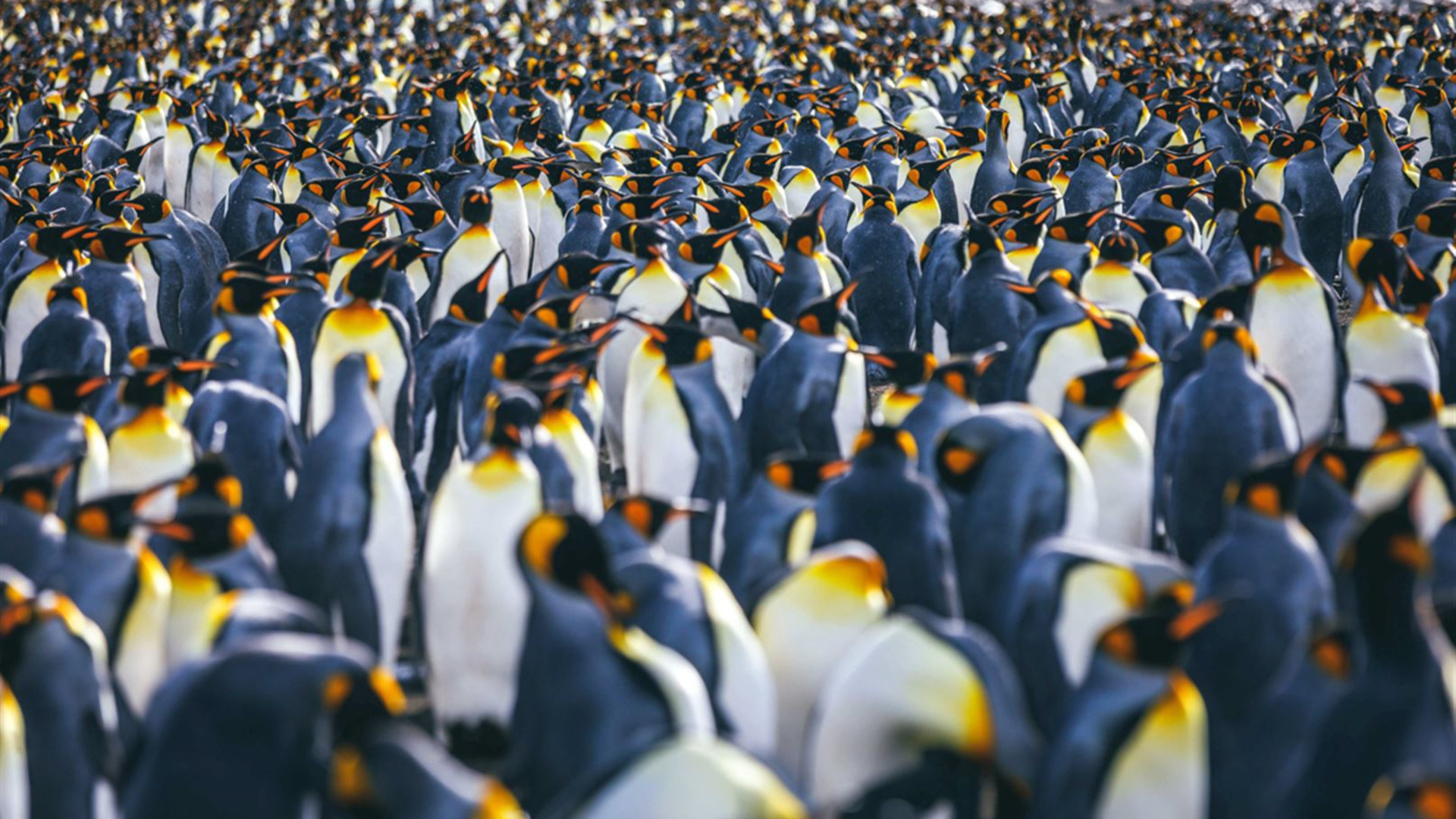 Click to view large image South Georgia and Antarctic Peninsula: Penguin Safari