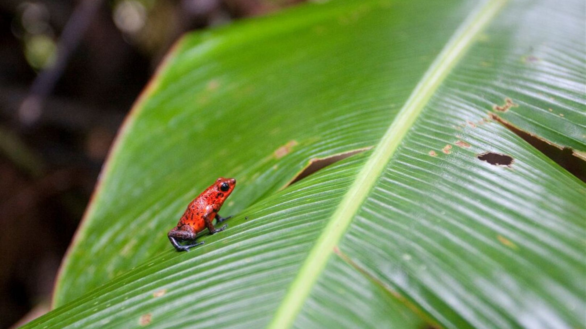 Click to view large image Amazing Central America