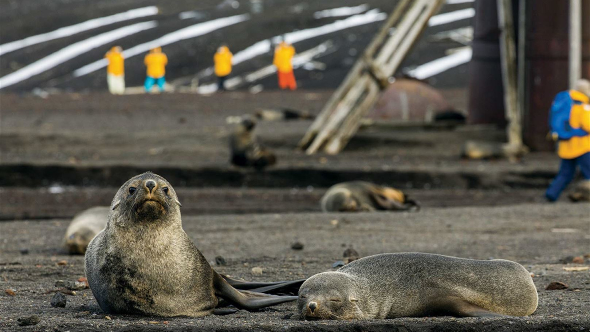 Click to view large image South Georgia and Antarctic Peninsula: Penguin Safari
