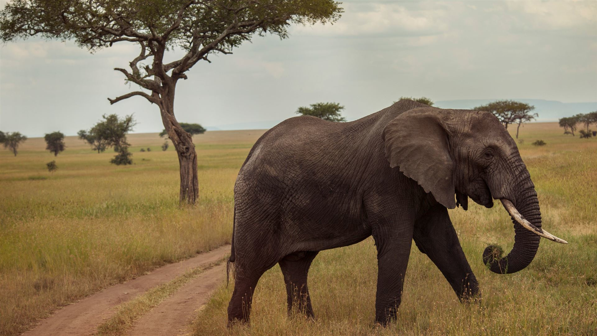 Click to view large image Victoria Falls & Serengeti Overland: Lakes & Landos