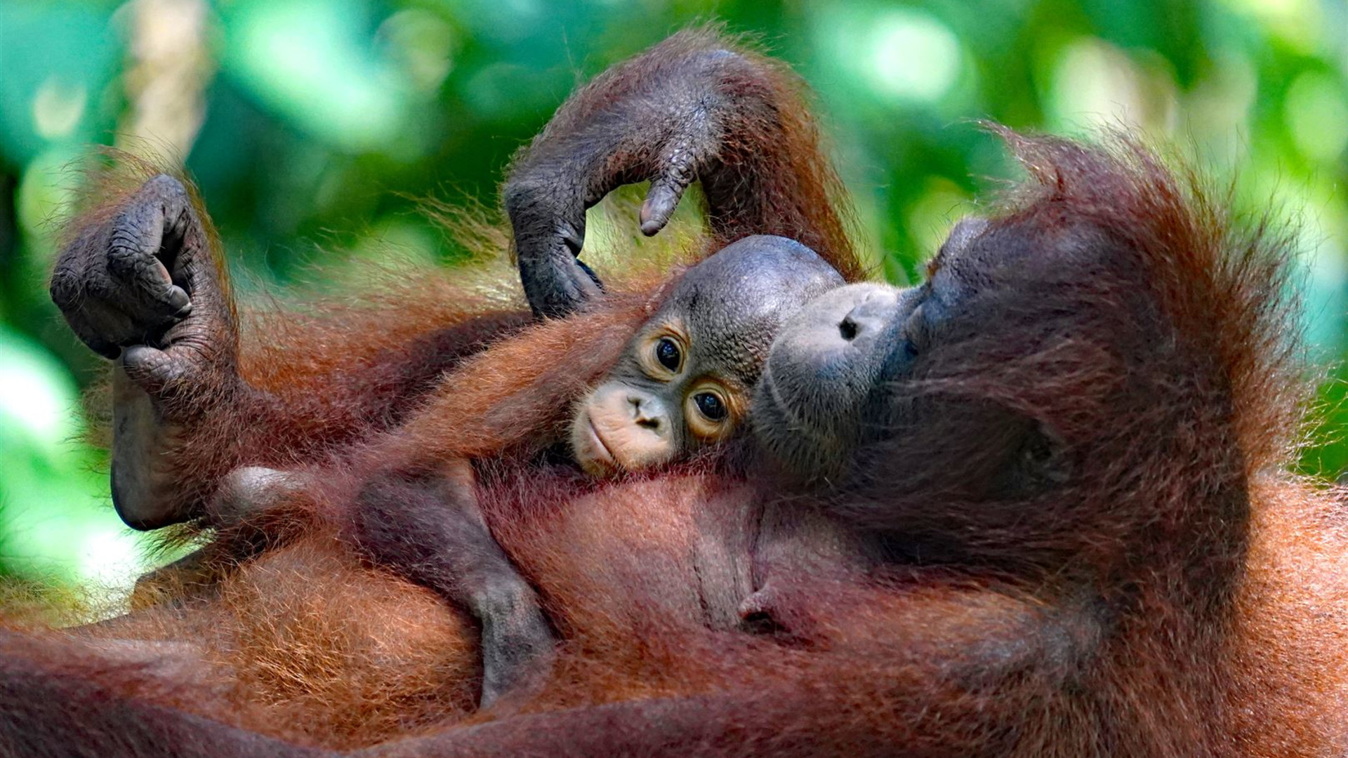 Click to view large image Borneo Wildlife Discoverer