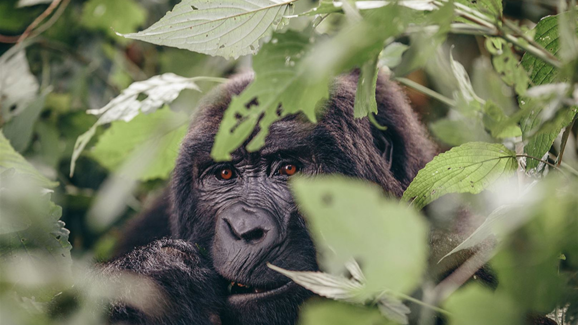 Click to view large image Africa Encompassed Southbound