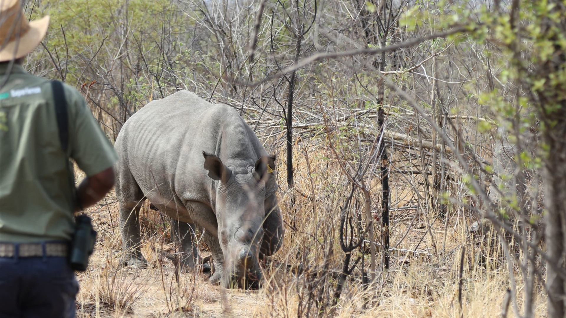 Click to view large image Botswana & Zimbabwe Lodge Safari