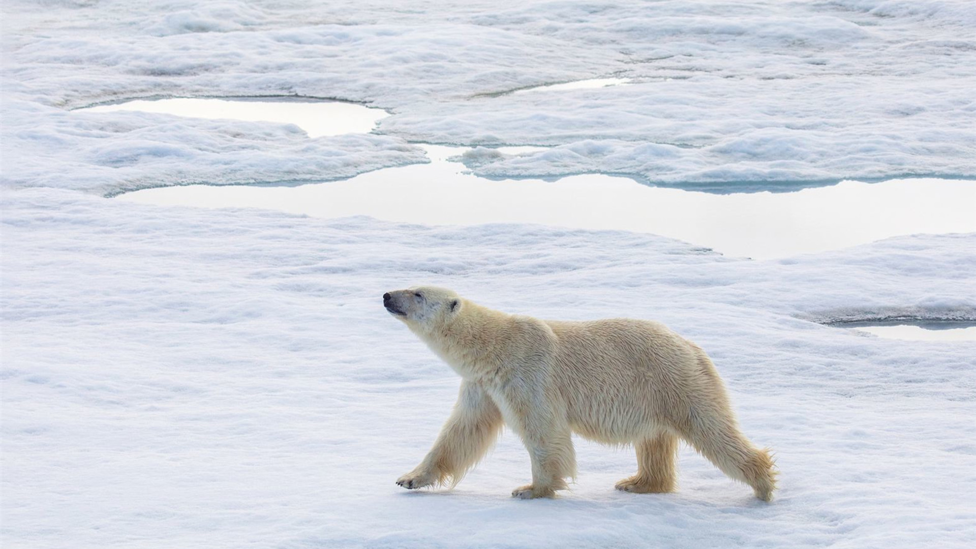 Click to view large image Northwest Passage: Epic High Arctic